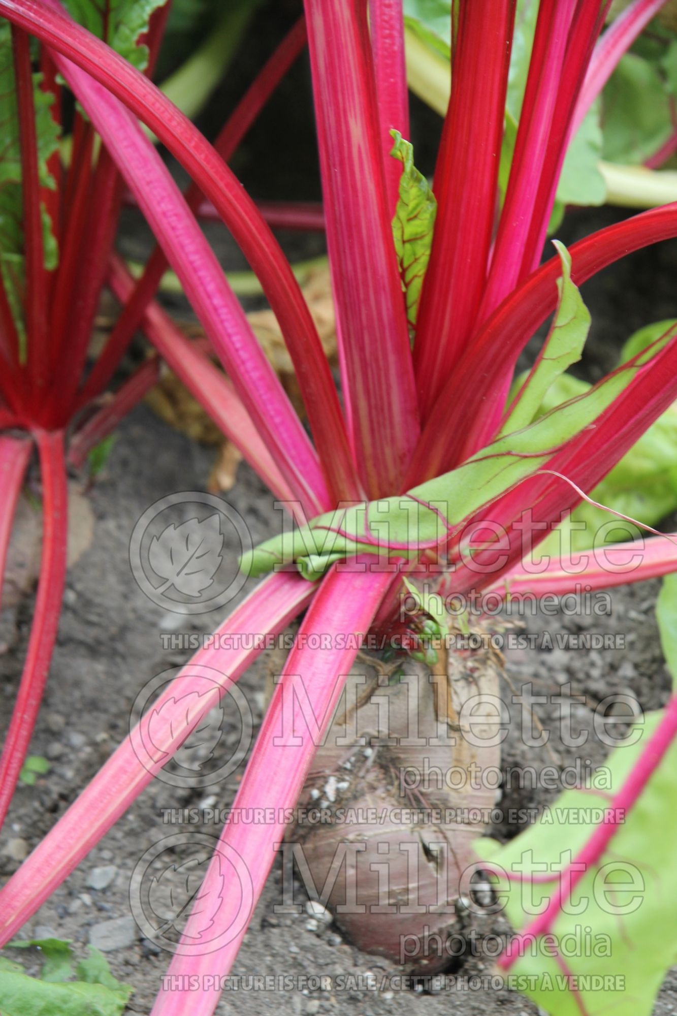 Beta Fordhook Giant (Swiss chard vegetable) 3