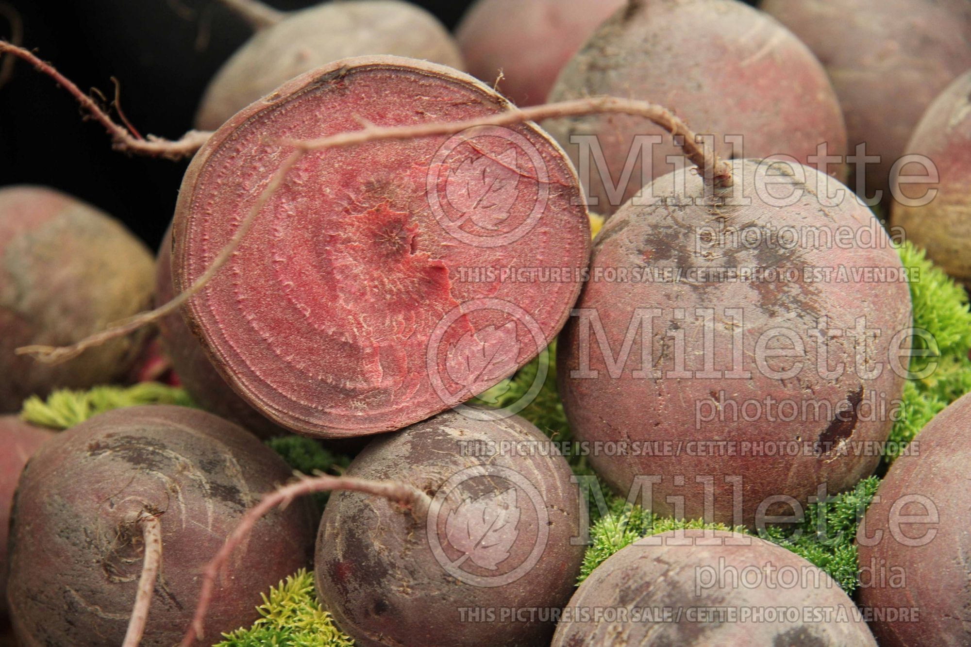 Beta Pablo (Beetroot vegetable) 2