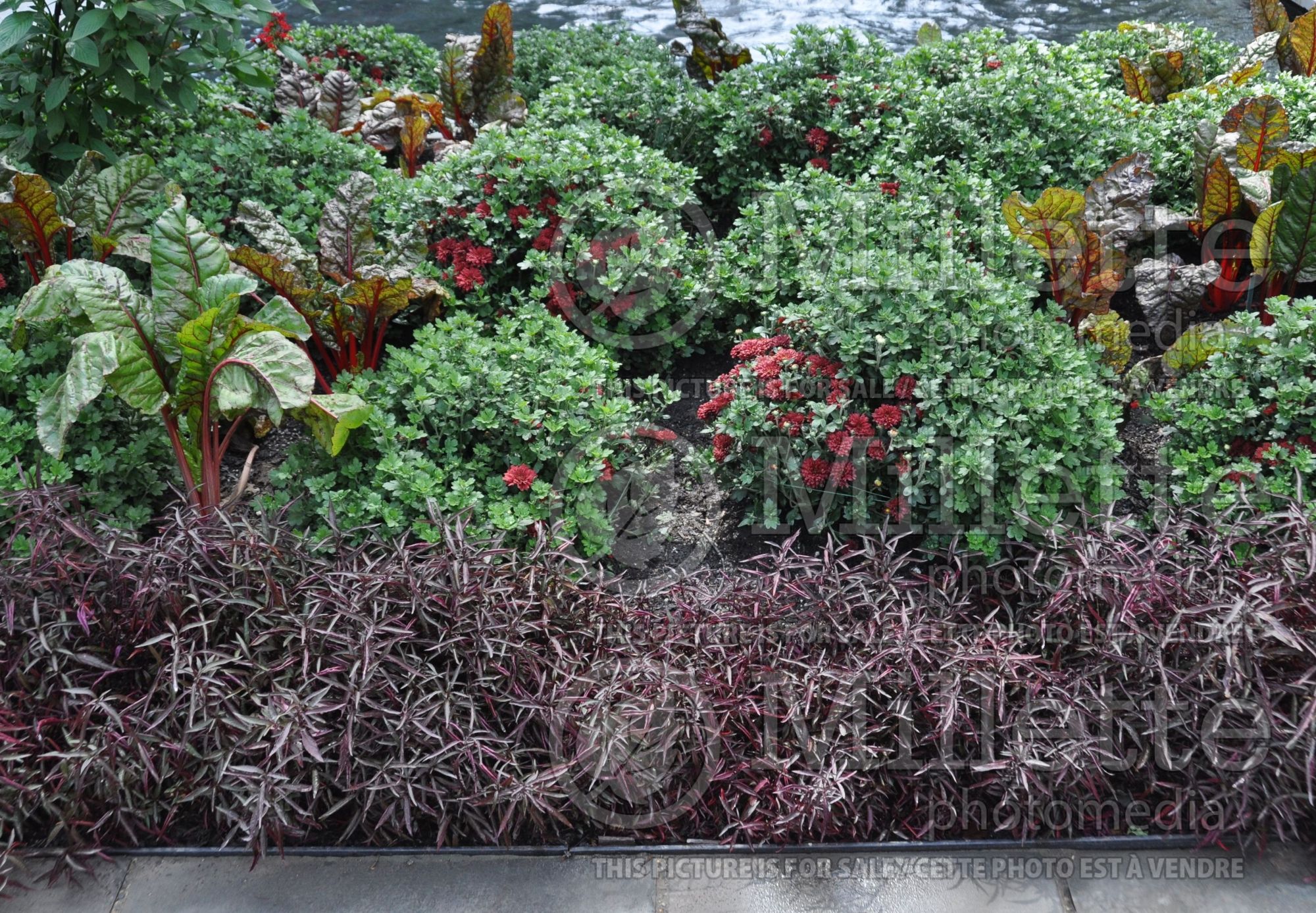 Beta vulgaris - red tones unifying (Swiss Chard vegetable) 1