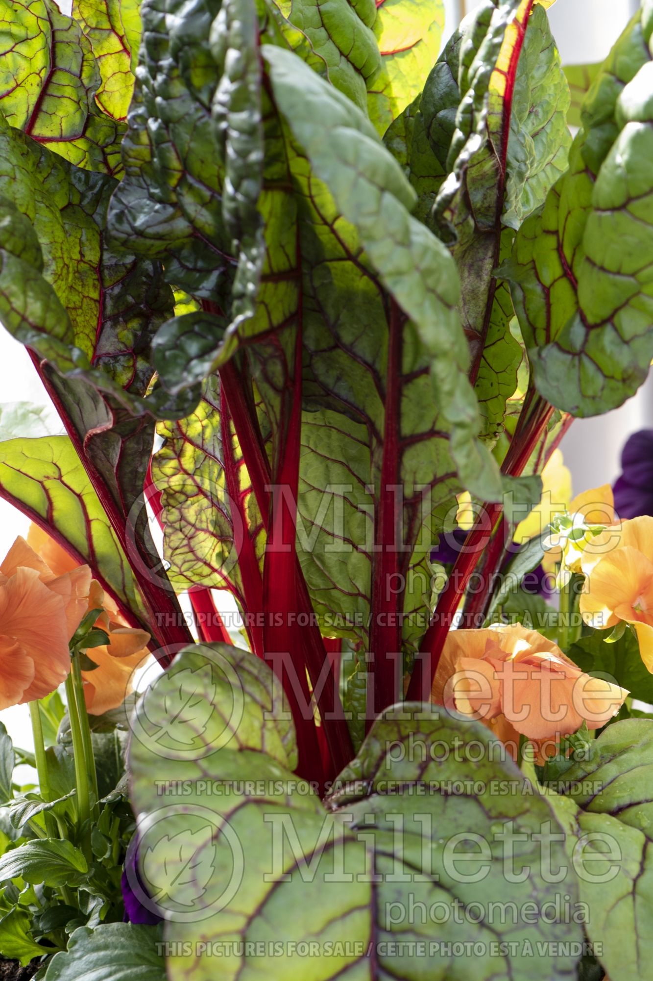 Beta Fire Fresh (Swiss chard) 1