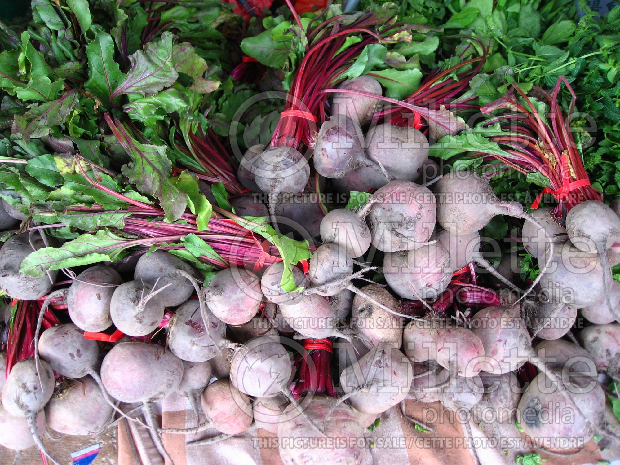 Beta vulgaris subsp. vulgaris var. conditiva (beets vegetable - betterave -) 10