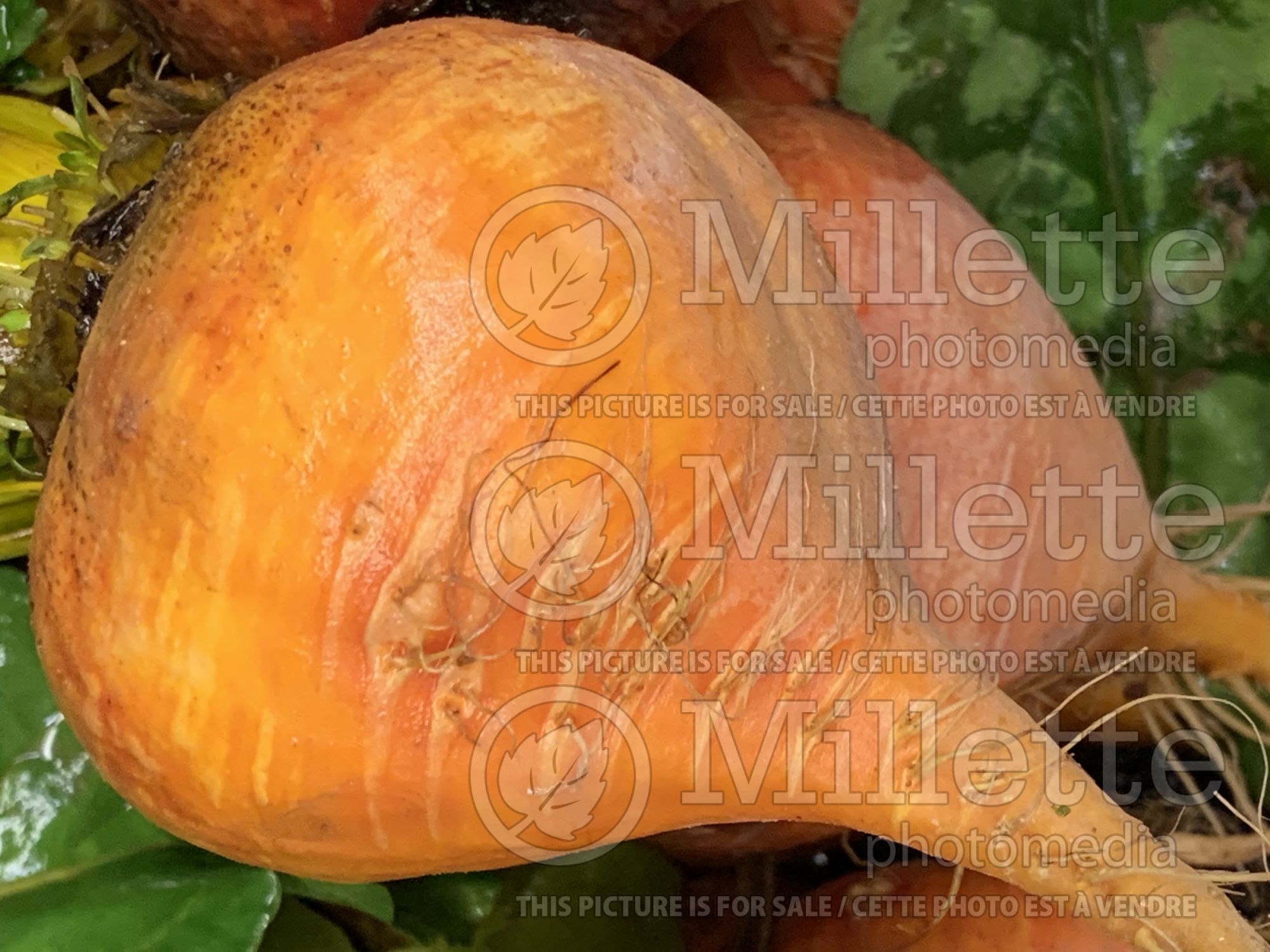 Beta vulgaris subsp. vulgaris var. conditiva (beets vegetable - betterave) 15