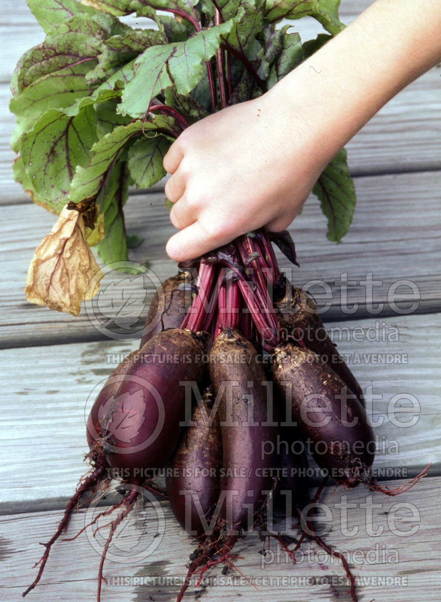Beta vulgaris subsp. vulgaris var. conditiva (beets vegetable - betterave) 13