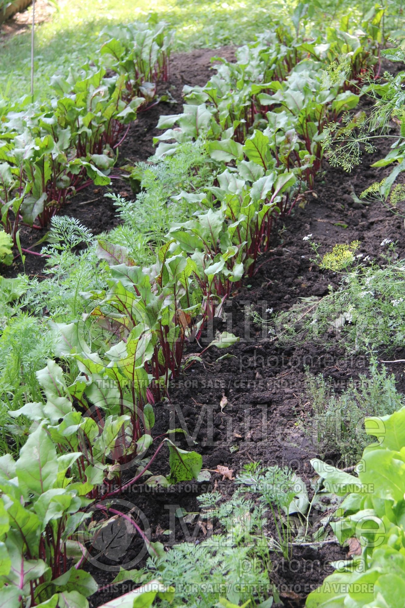 Beta vulgaris subsp. vulgaris var. conditiva (beets vegetable - betterave -) 11