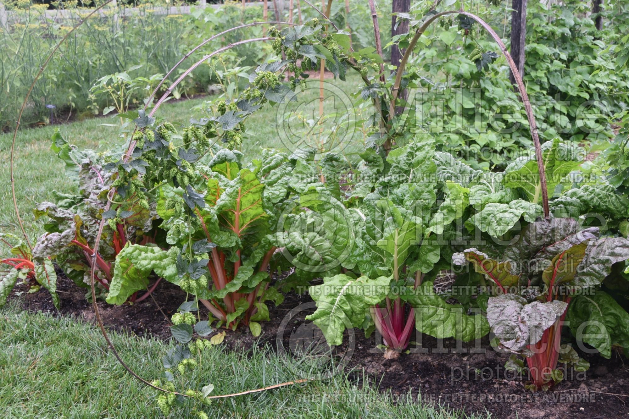 Beta vulgaris cicla (Swiss Chard vegetable - bette-à-carde) 1
