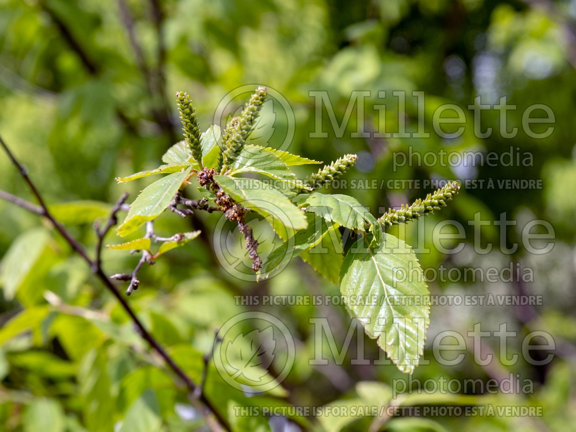 Betula albosinensis (Chinese red birch) 3