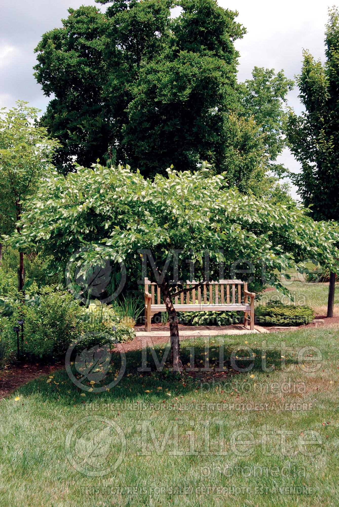 Betula Tecumseh Compact aka Studetec (River Birch) 1