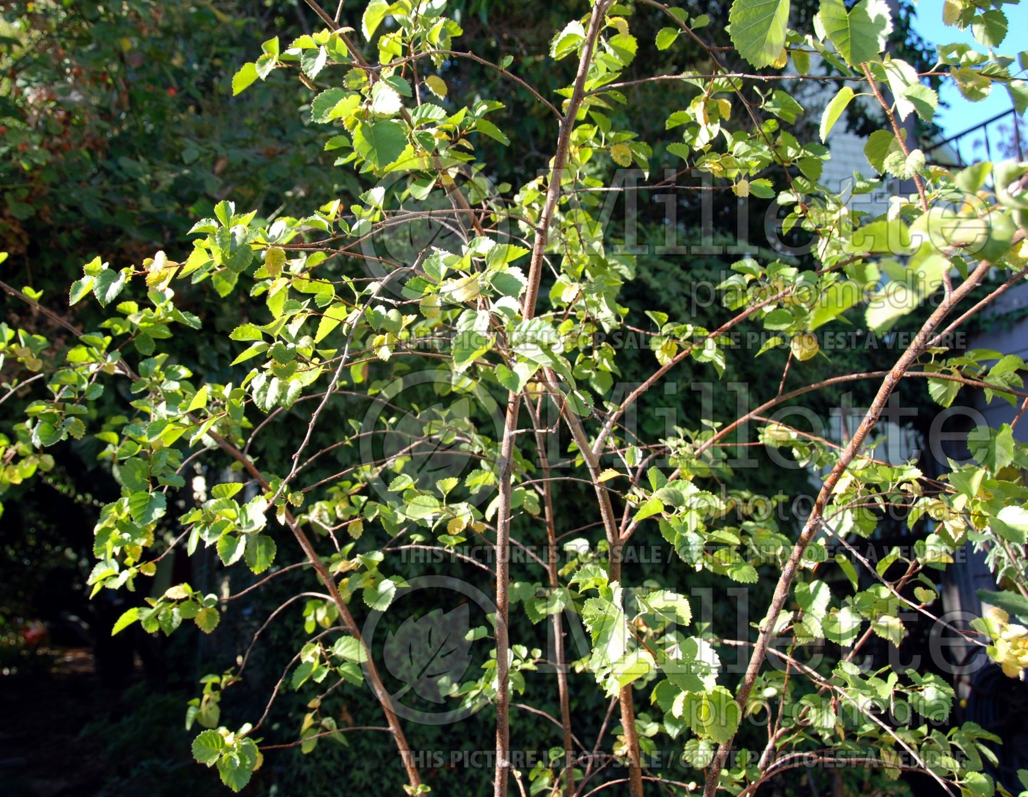 Betula occidentalis (Birch) 1