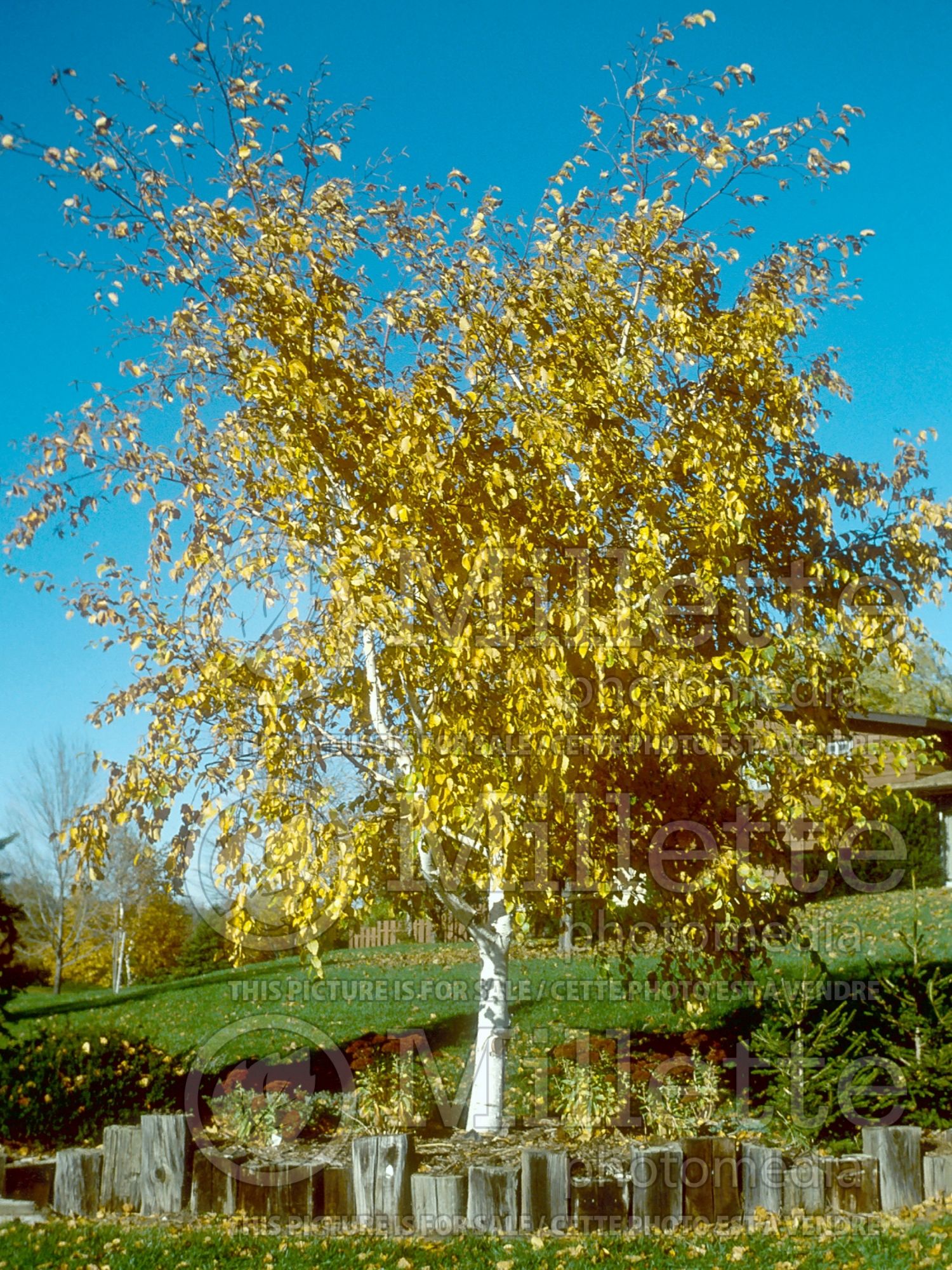 Betula papyrifera (Paper Birch) 13