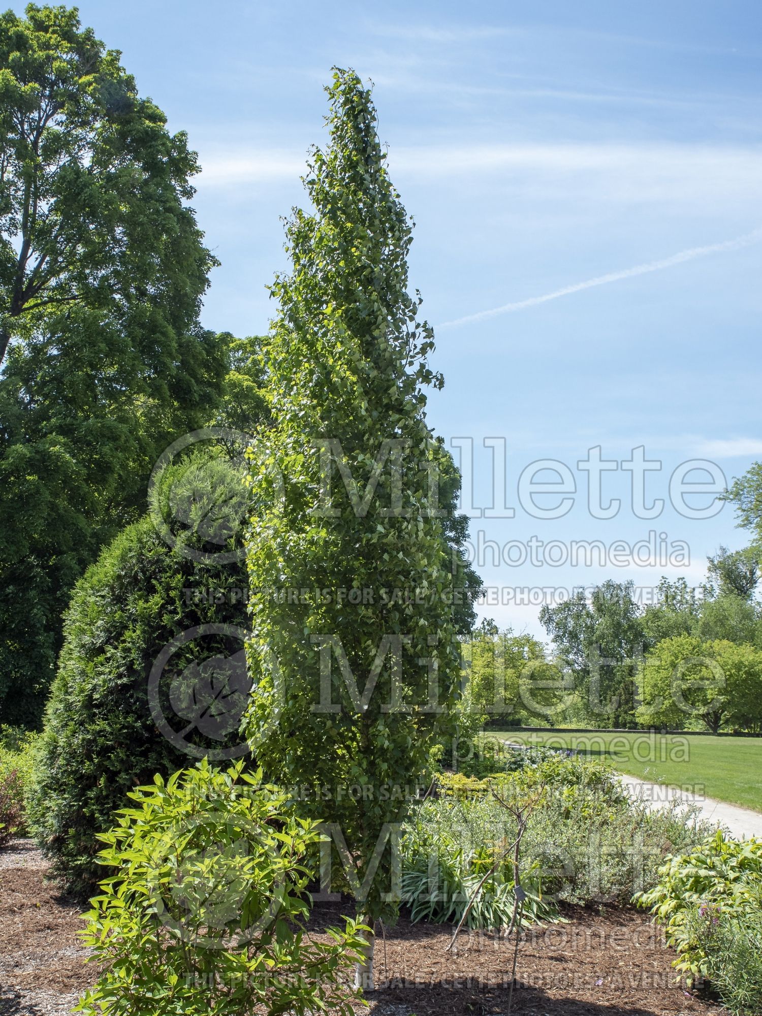 Betula Parkland Pillar aka Jefpark (Birch) 4