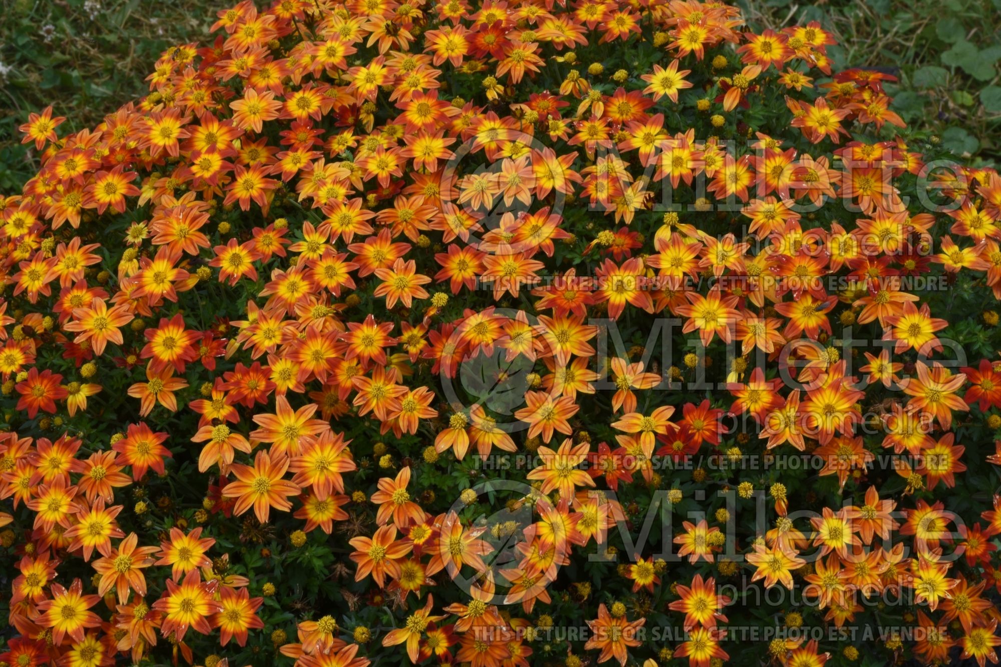Bidens Campfire Flame (Bur Marigold, Apache Beggarticks) 1