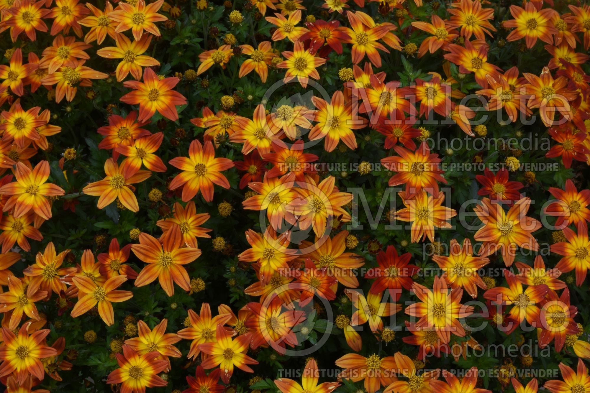 Bidens Campfire Flame (Bur Marigold, Apache Beggarticks) 2