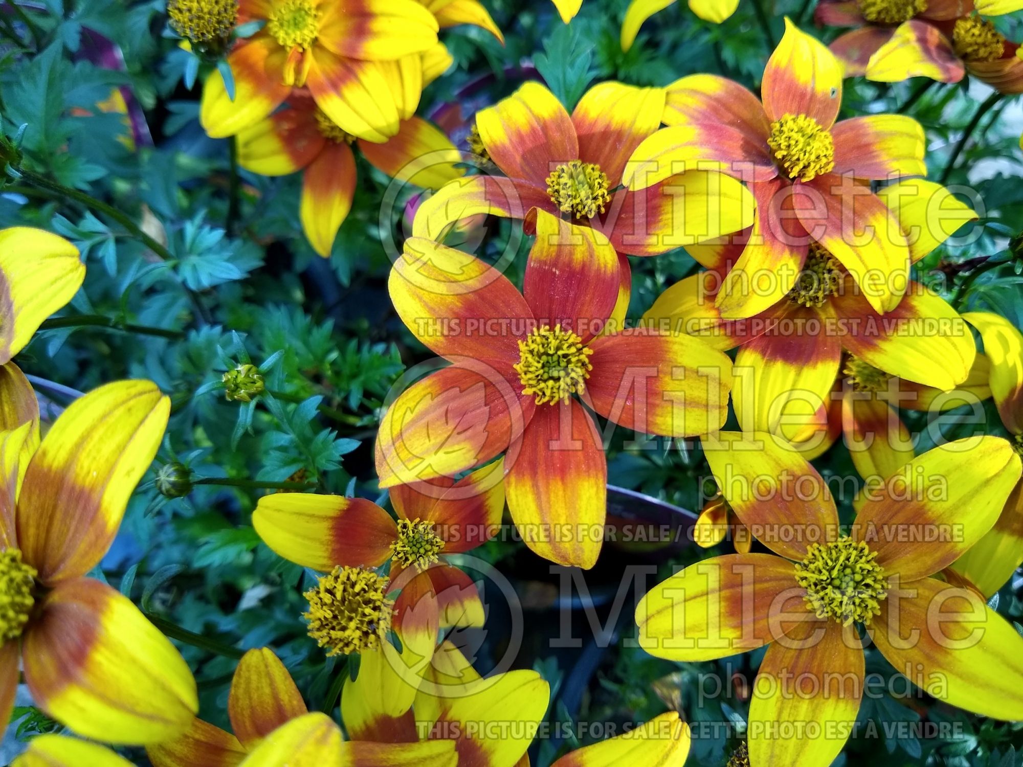 Bidens Bee Alive (Bur Marigold, Apache Beggarticks) 1