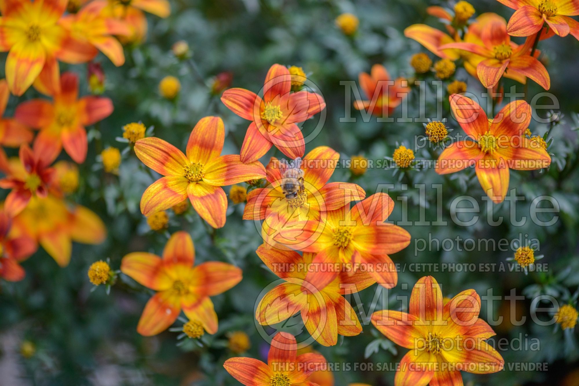 Bidens Bee Alive (Bur Marigold, Apache Beggarticks) 3
