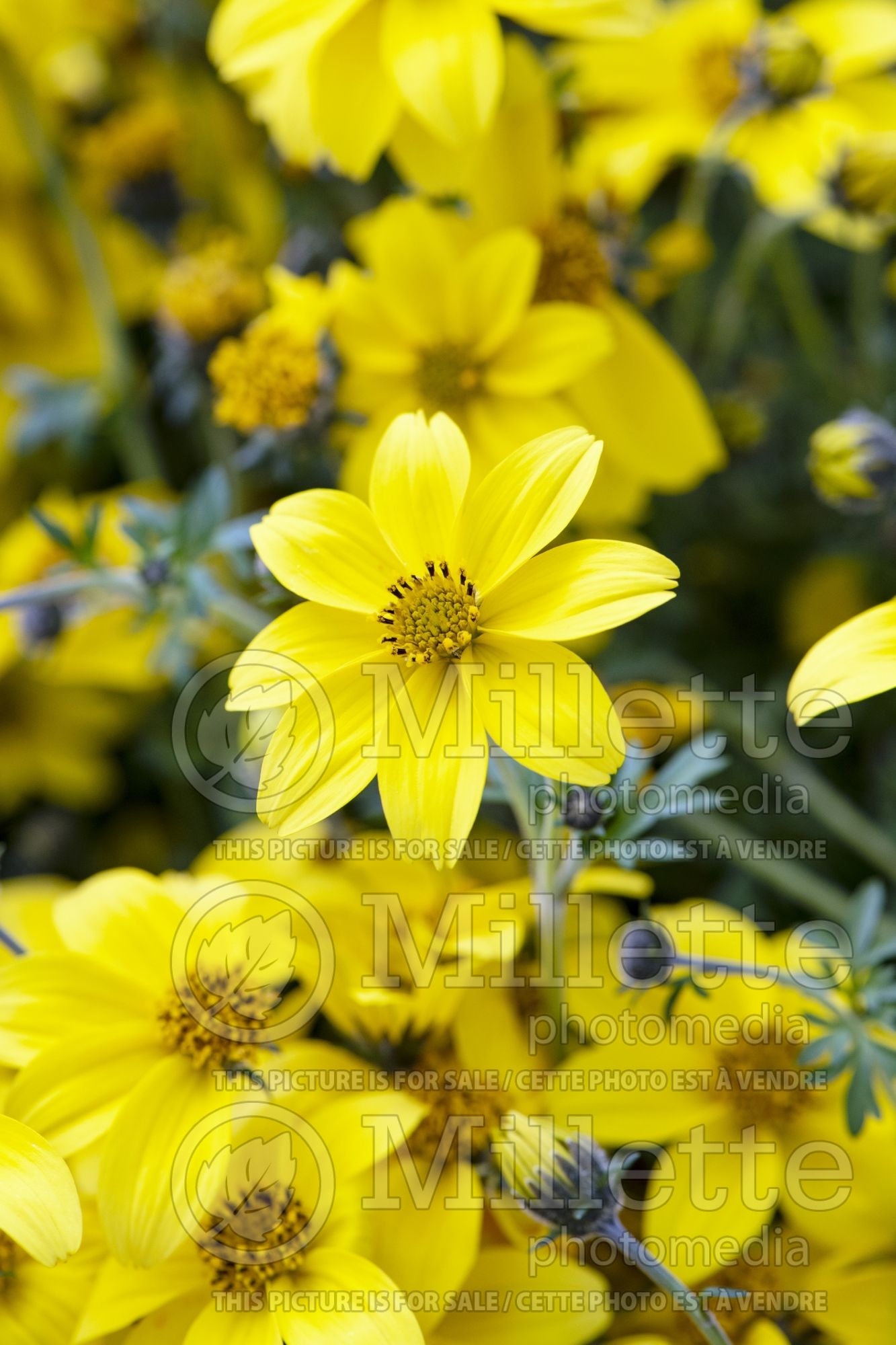Bidens Yellow Charm (Bur Marigold, Apache Beggarticks) 1