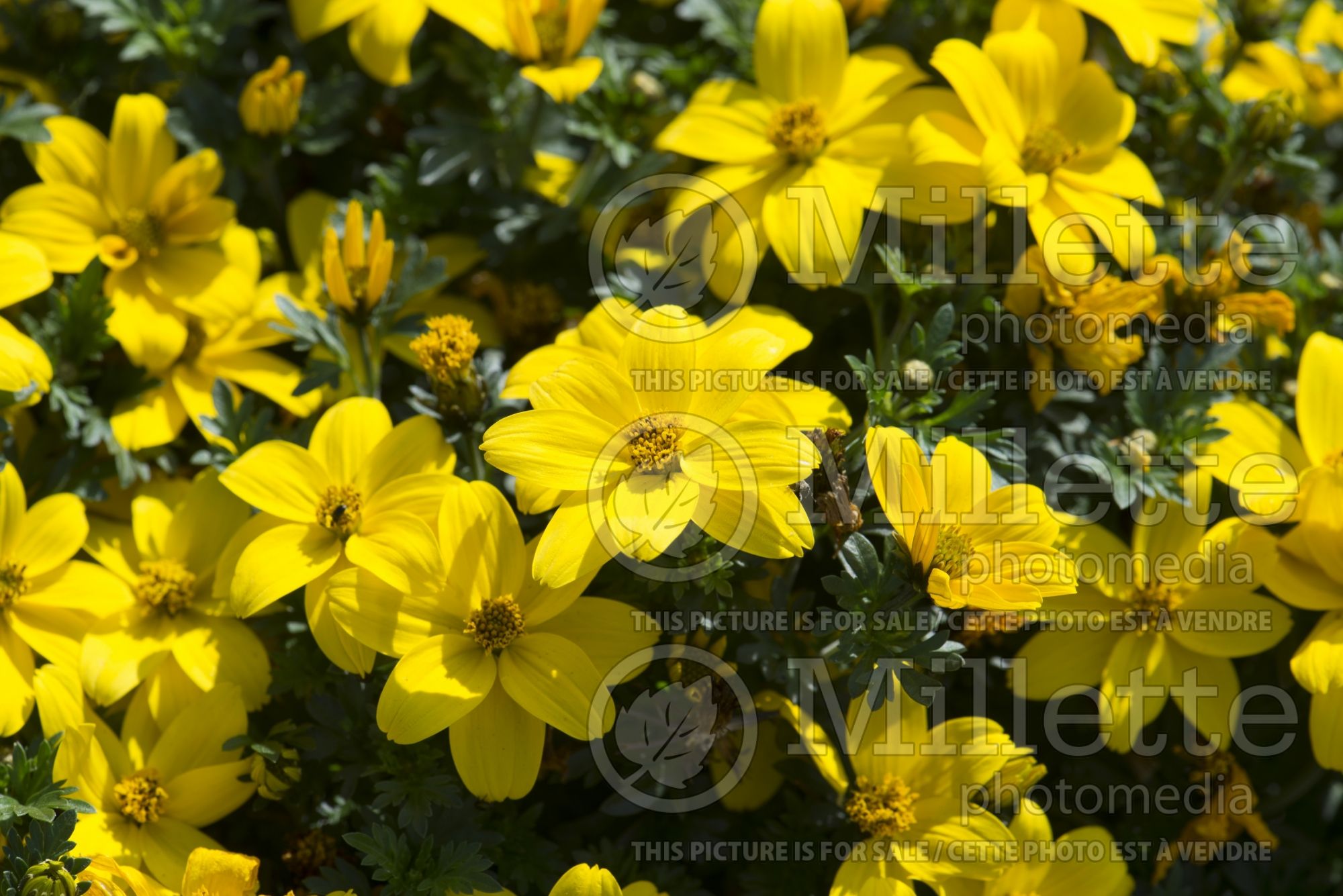 Bidens Golden Glory (Bur Marigold, Apache Beggarticks) 1