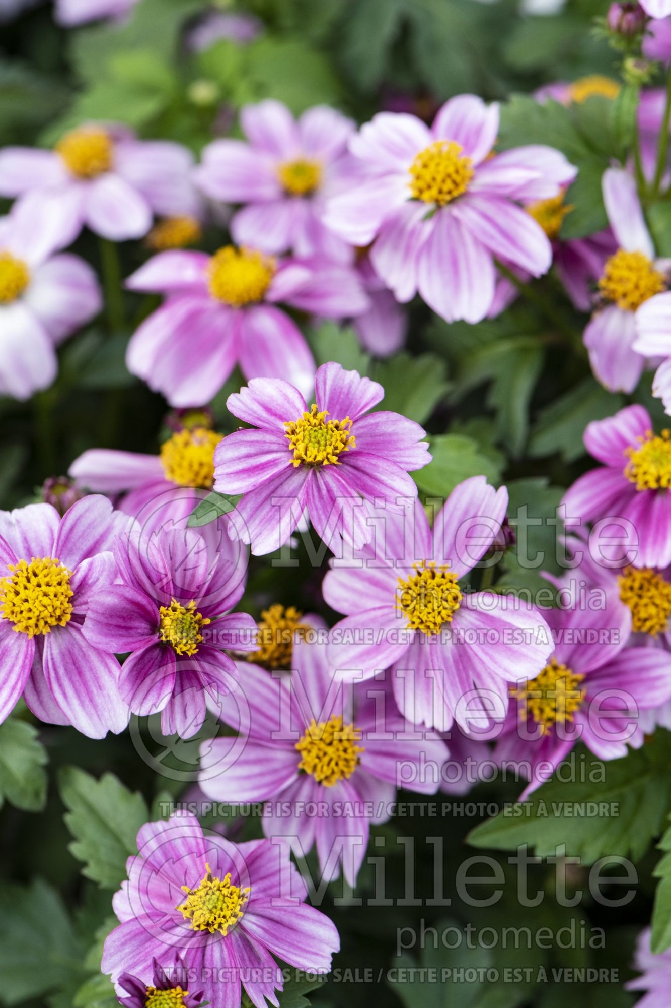 Bidens Pretty in Pink (Bur Marigold, Apache Beggarticks) 1