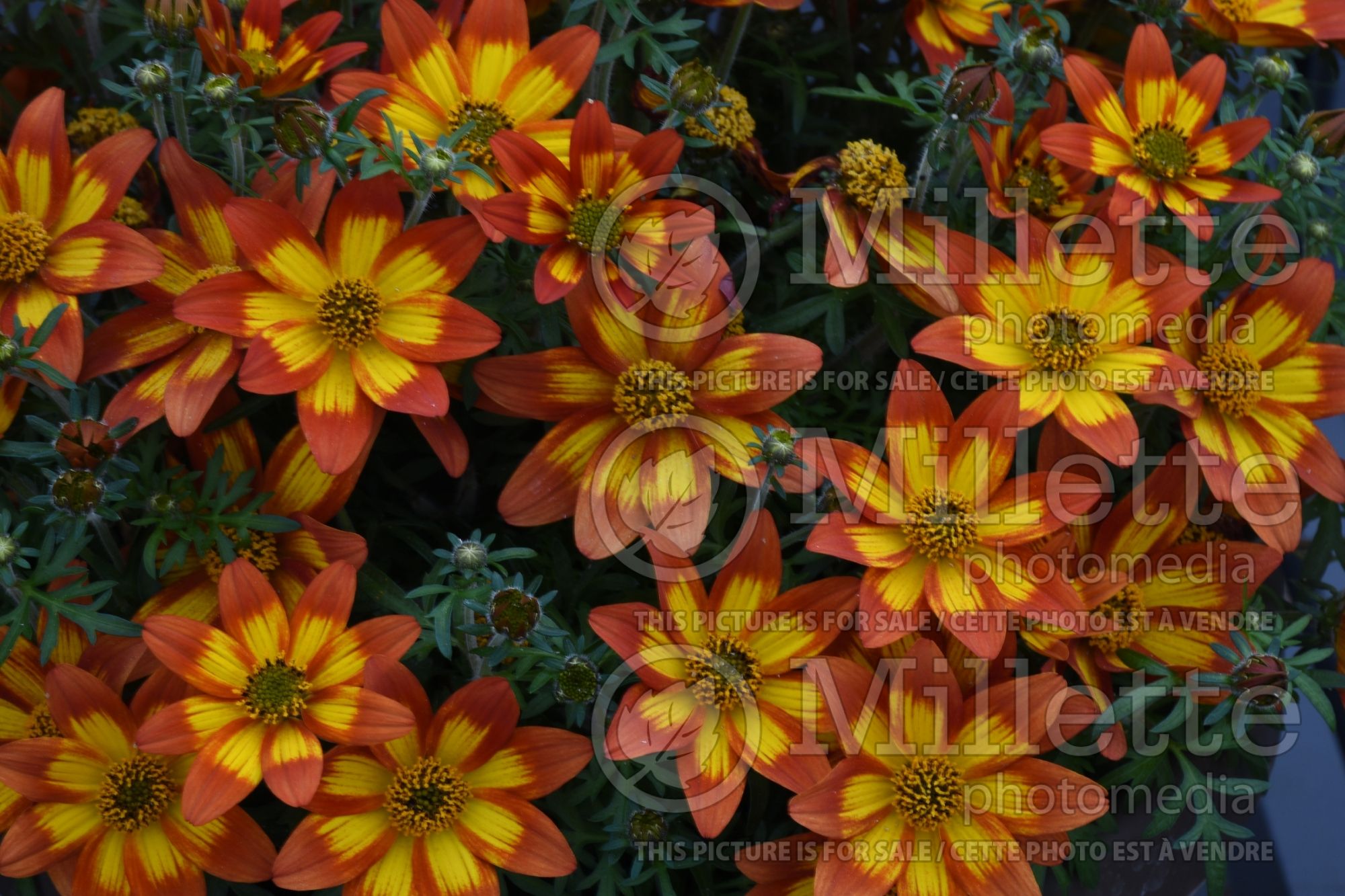 Bidens Timeless Blazing Embers (Bur Marigold, Apache Beggarticks) 1