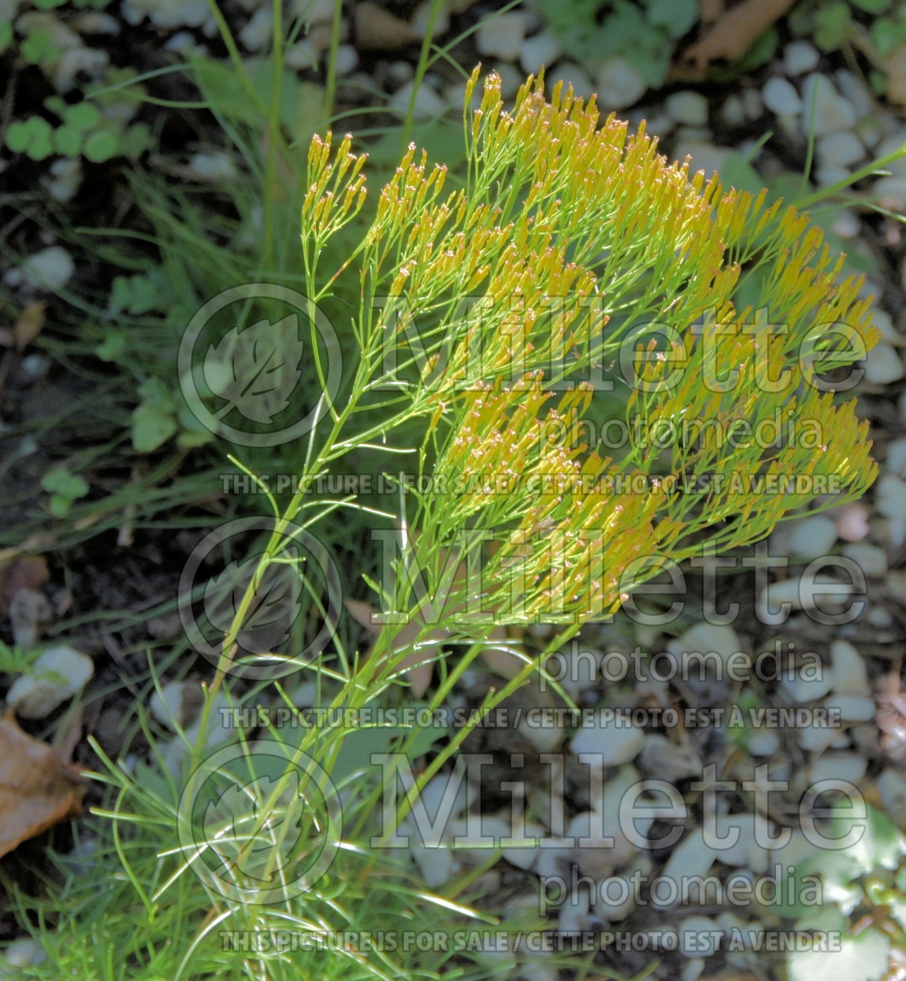 Bigelowia nuttallii (Rayless-goldenrod) 2