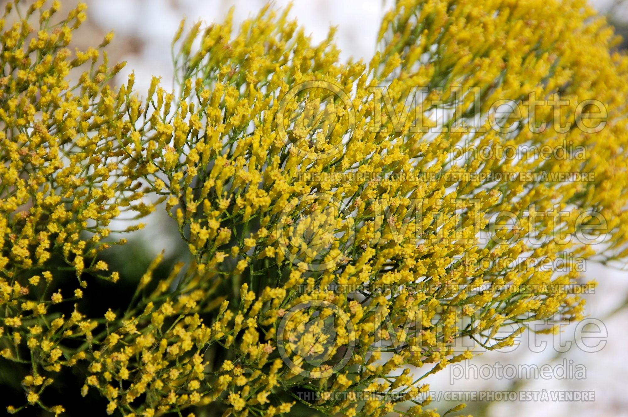 Bigelowia nuttallii (Rayless-goldenrod) 3