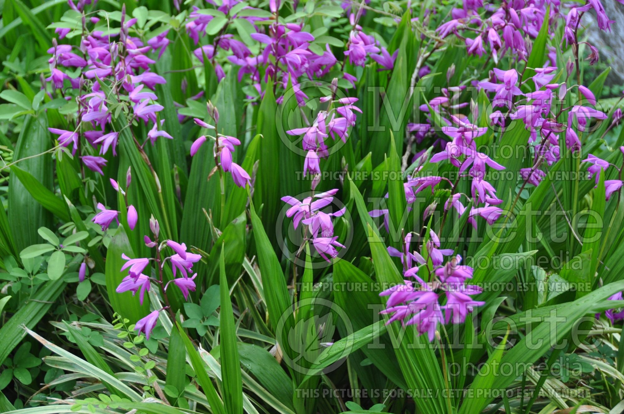 Bletilla striata aka Bletia hyacinthina (Chinese Ground Orchid) 5