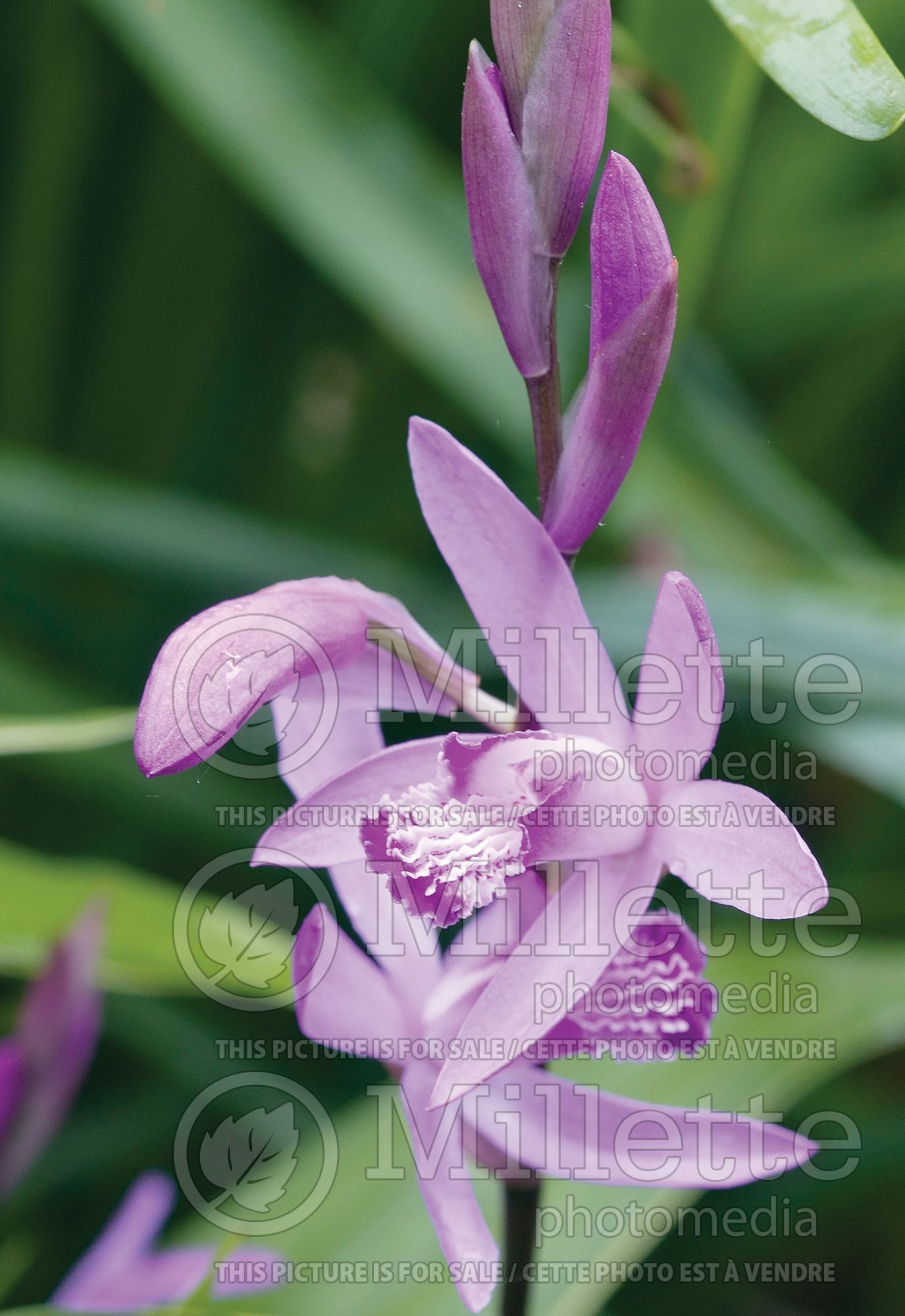 Bletilla striata aka Bletia hyacinthina (Chinese Ground Orchid) 4
