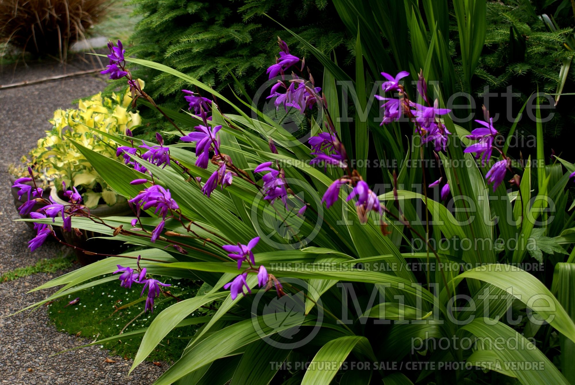 Bletilla striata aka Bletia hyacinthina (Chinese Ground Orchid) 6