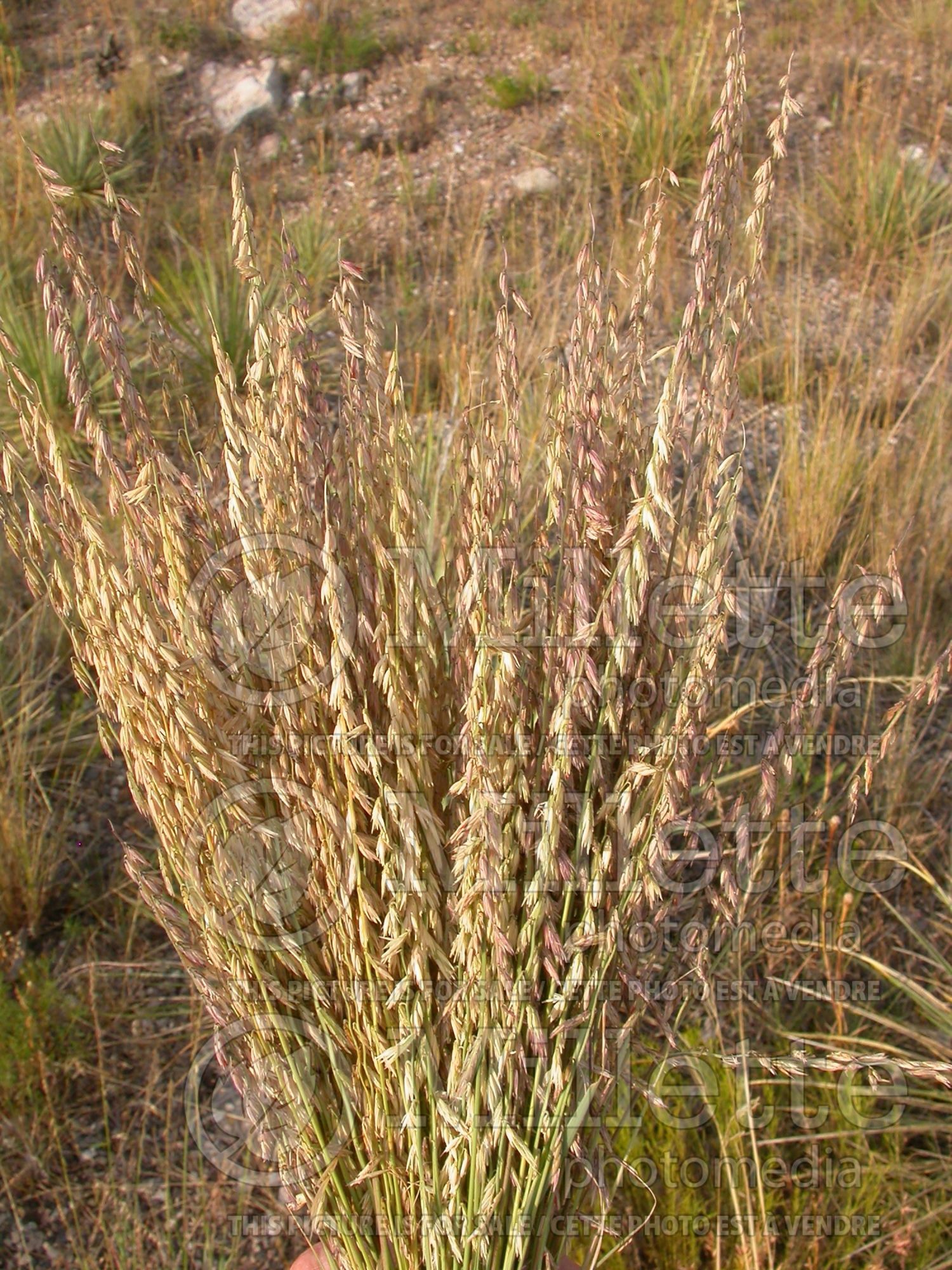 Bouteloua curtipendula (sideoats grama) 1