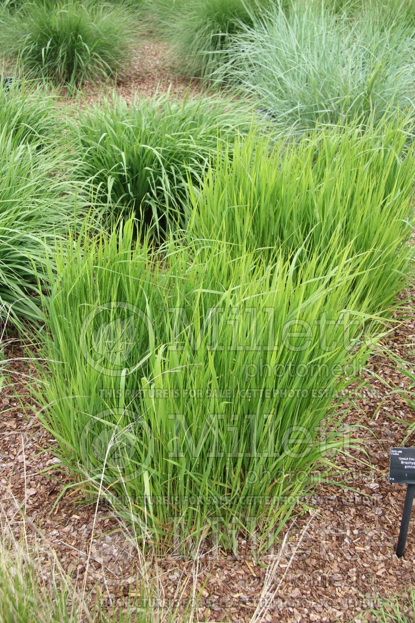 Brachypodium pinnatum (The heath false brome or tor-grass ornamental grass) 2