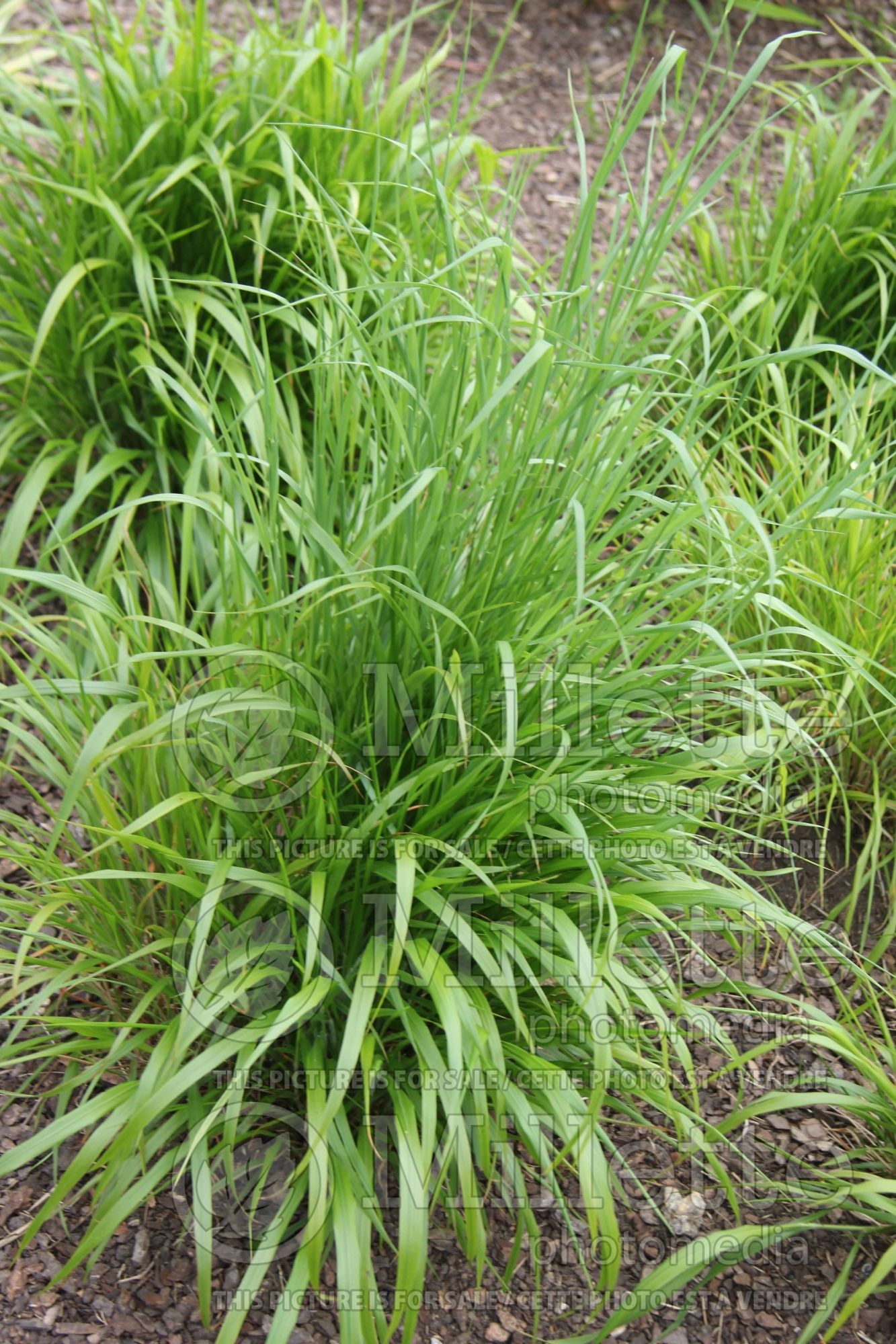 Brachypodium sylvaticum (Slender false brome ornamental grass) 1