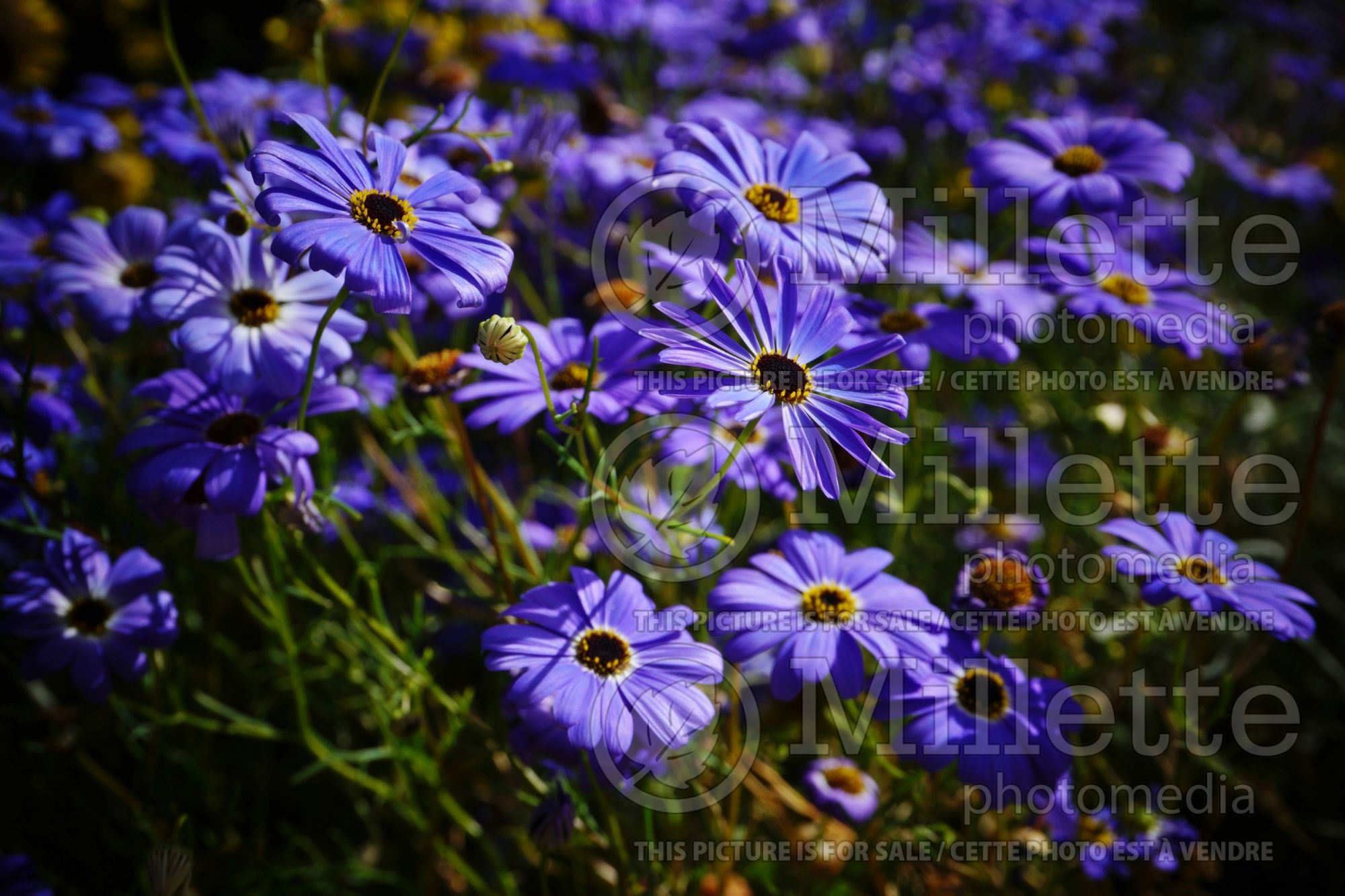 Brachyscome Blue Mist (Grassland daisy) 2