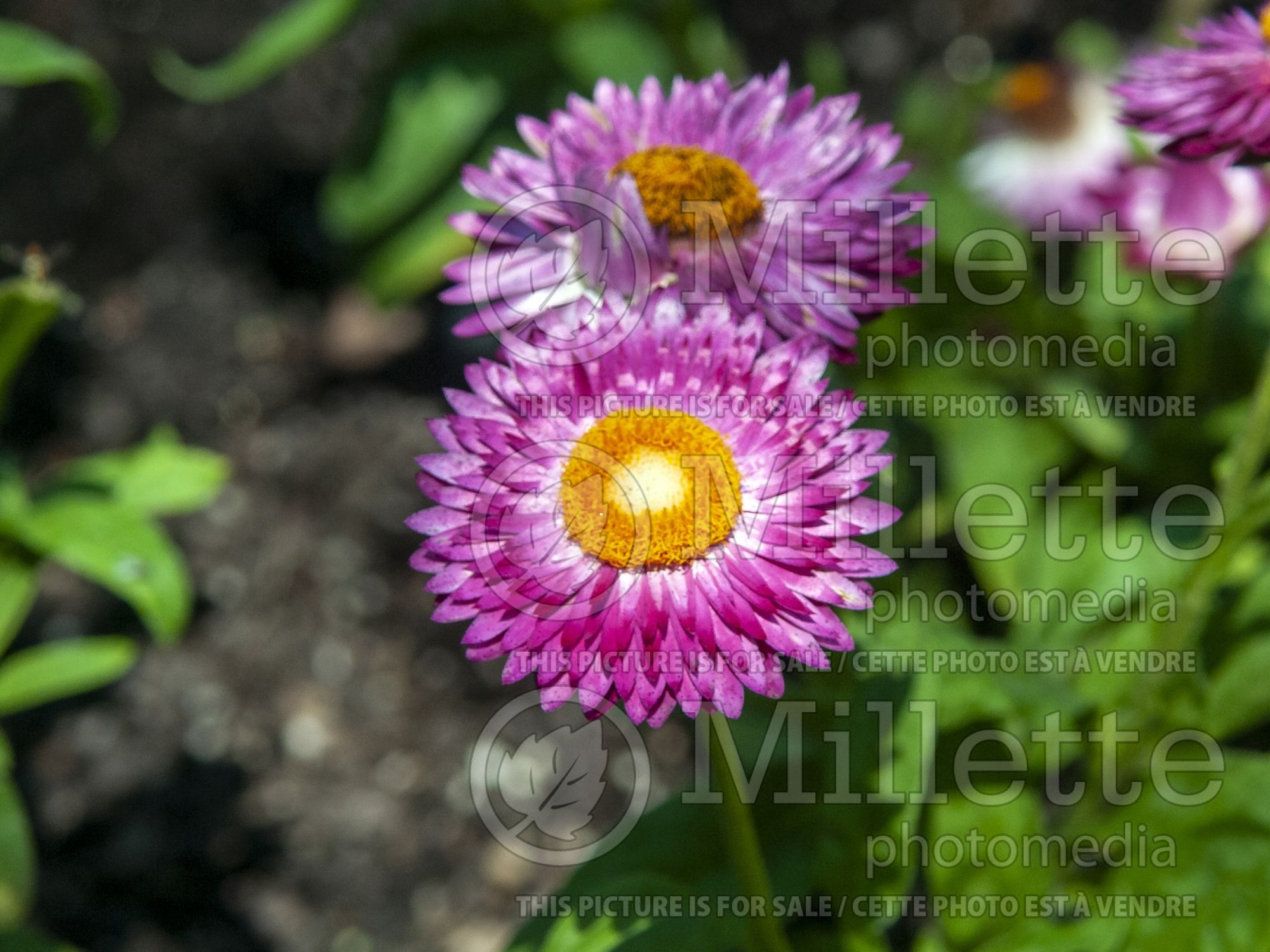 Bracteantha Mohave Dark Rose (Strawflower) 4