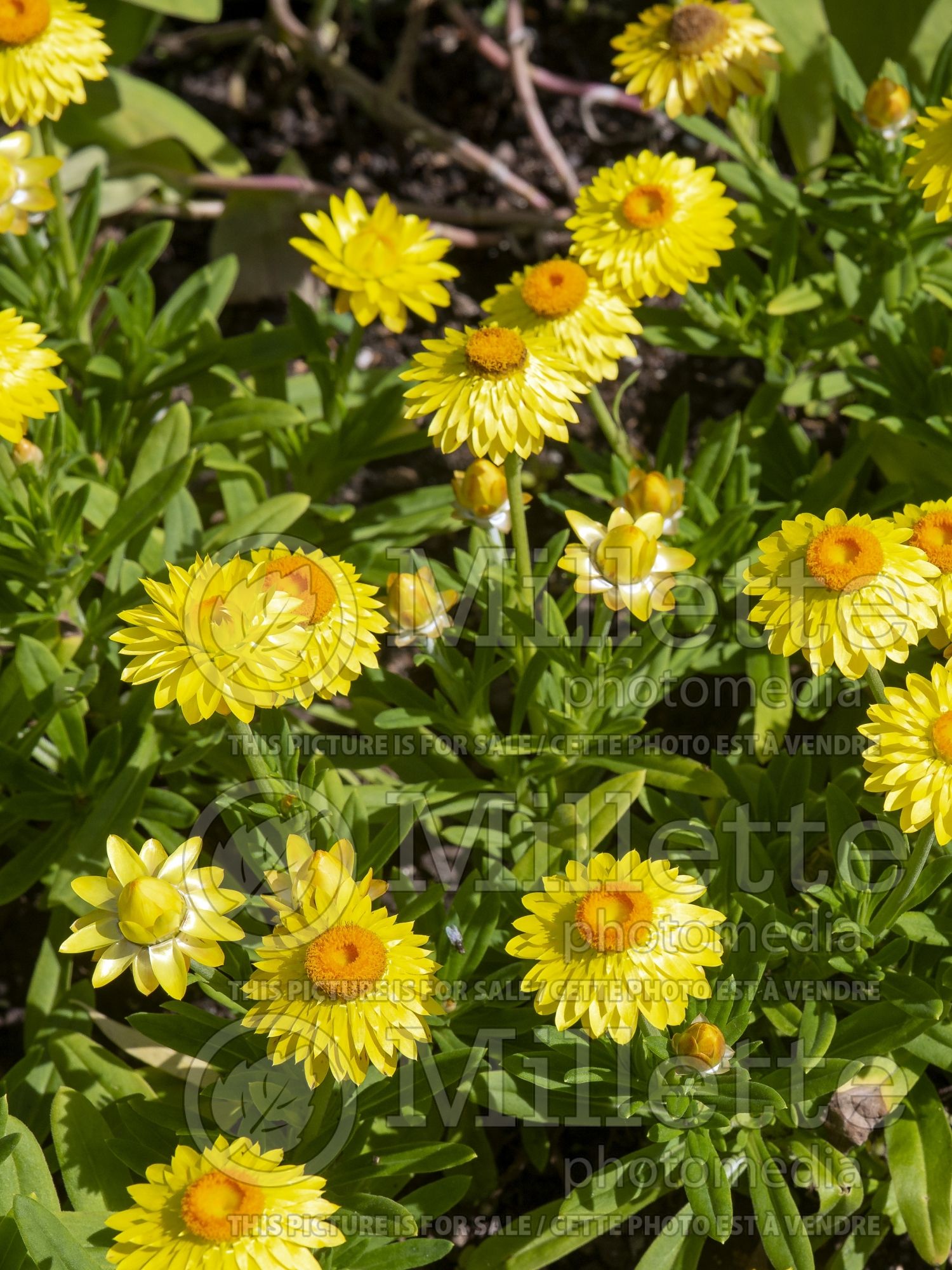 Bracteantha Mohave Yellow (Strawflower) 1