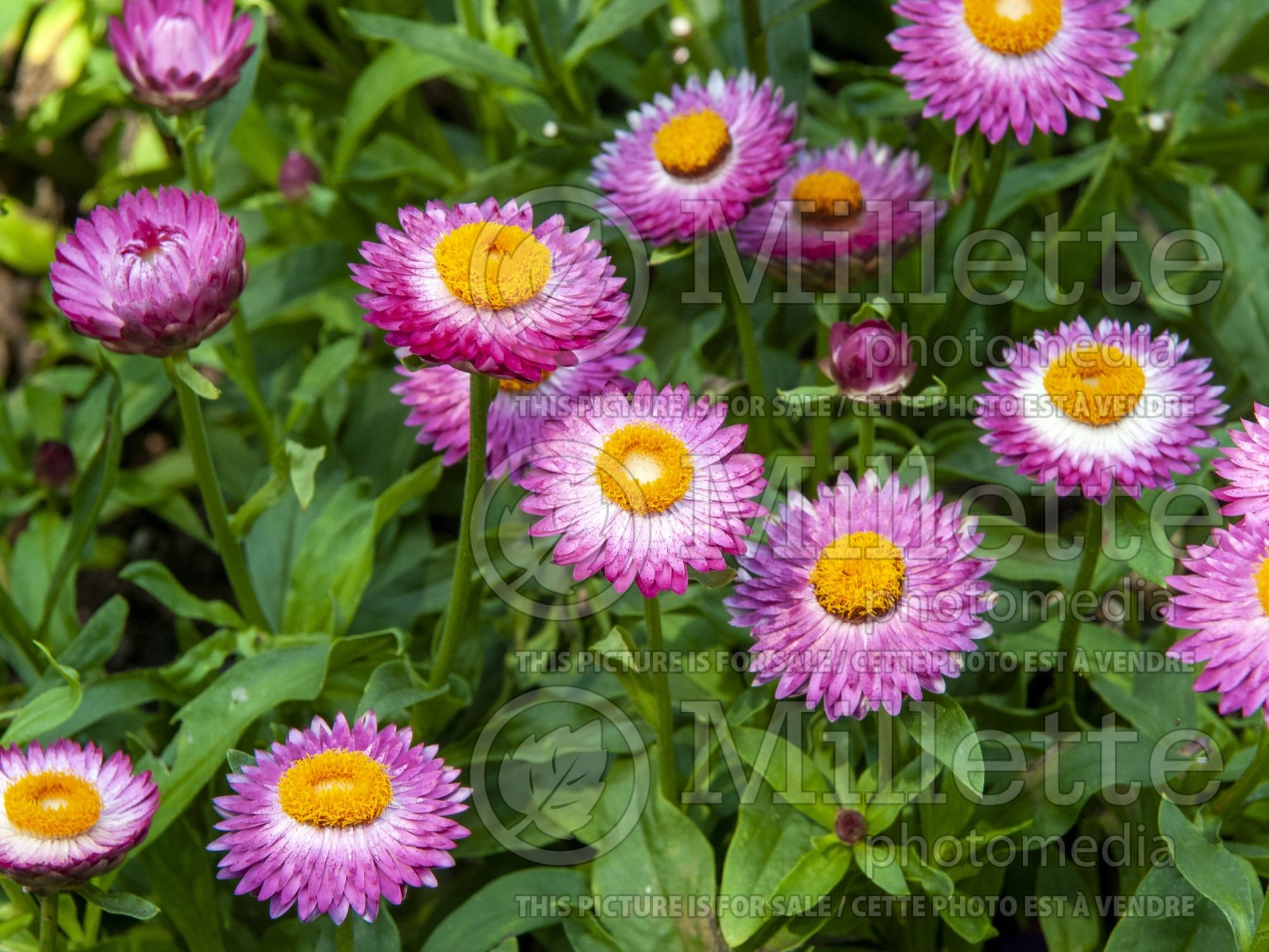 Bracteantha Mohave Dark Rose (Strawflower) 3