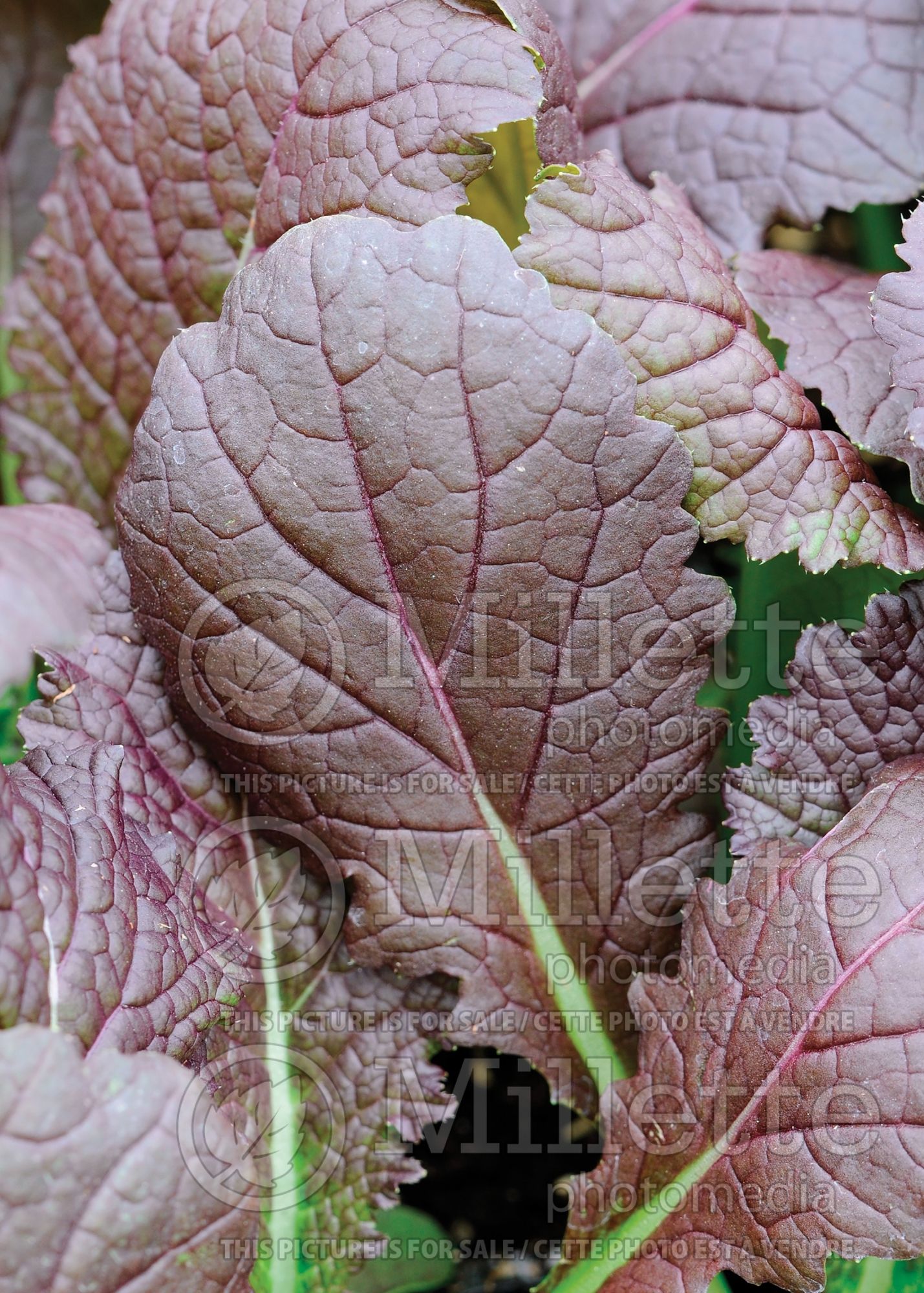 Brassica Brazen Brass aka Red Giant (Chinese mustard vegetable) 2