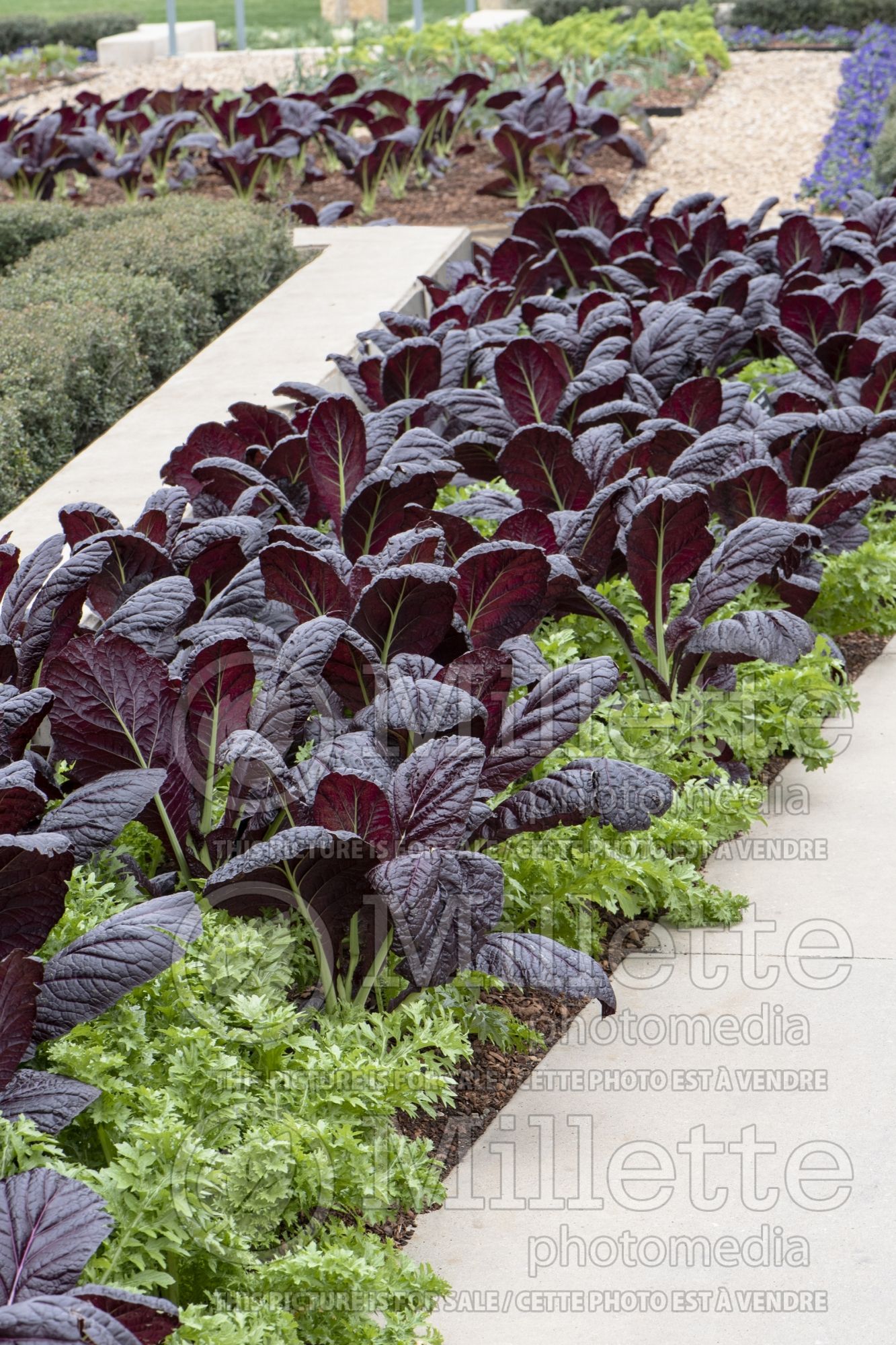 Brassica Garnet Giant (chinese mustard lettuce oriental vegetable) 4