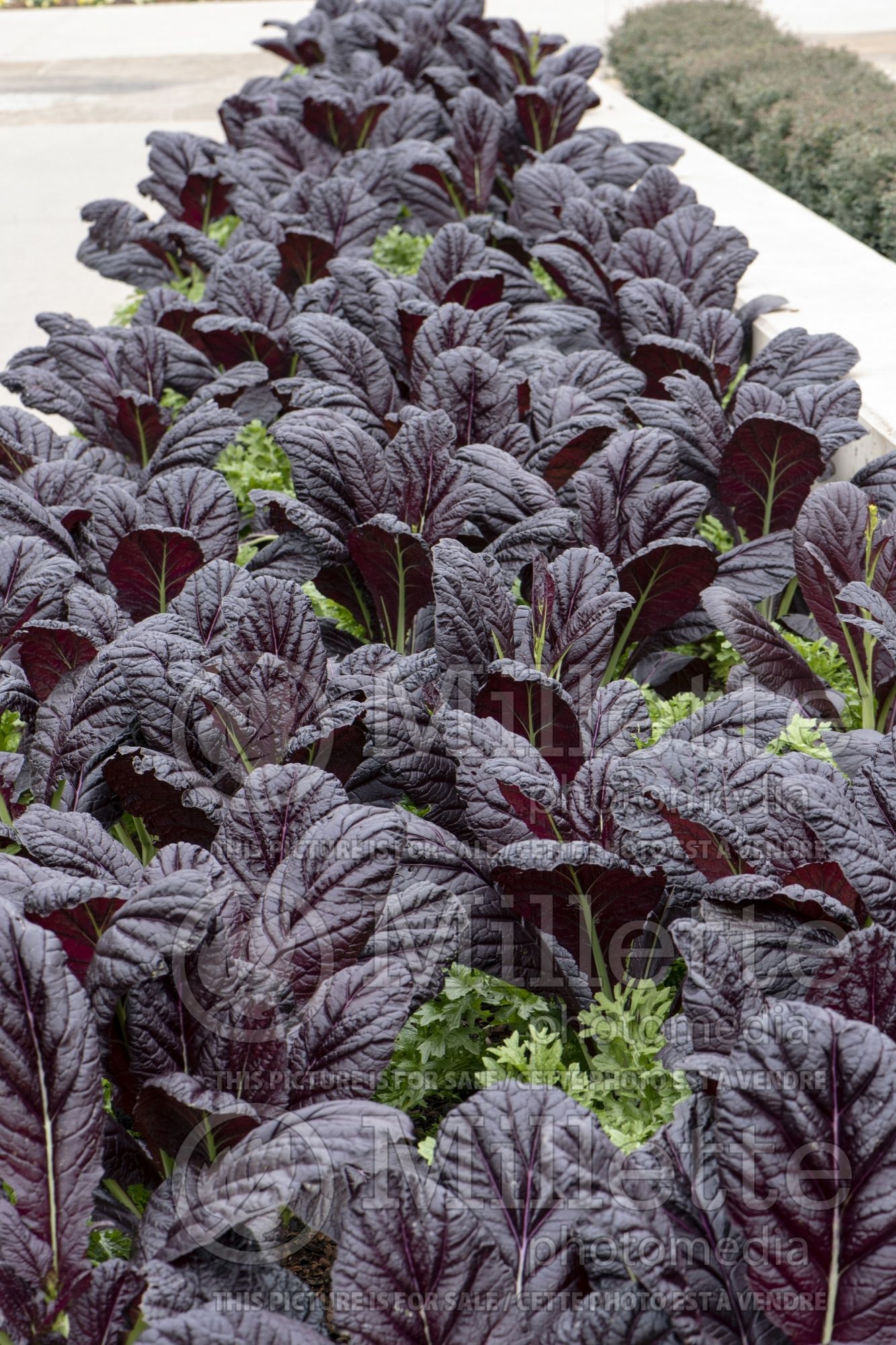 Brassica Garnet Giant (chinese mustard lettuce oriental vegetable) 6