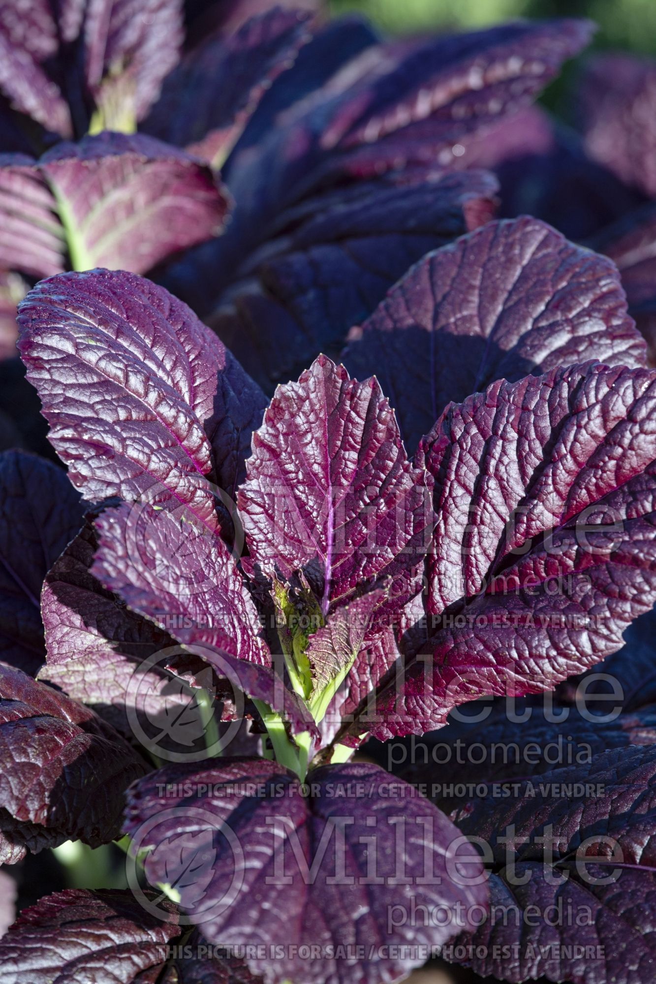 Brassica Garnet Giant (chinese mustard lettuce oriental vegetable) 3