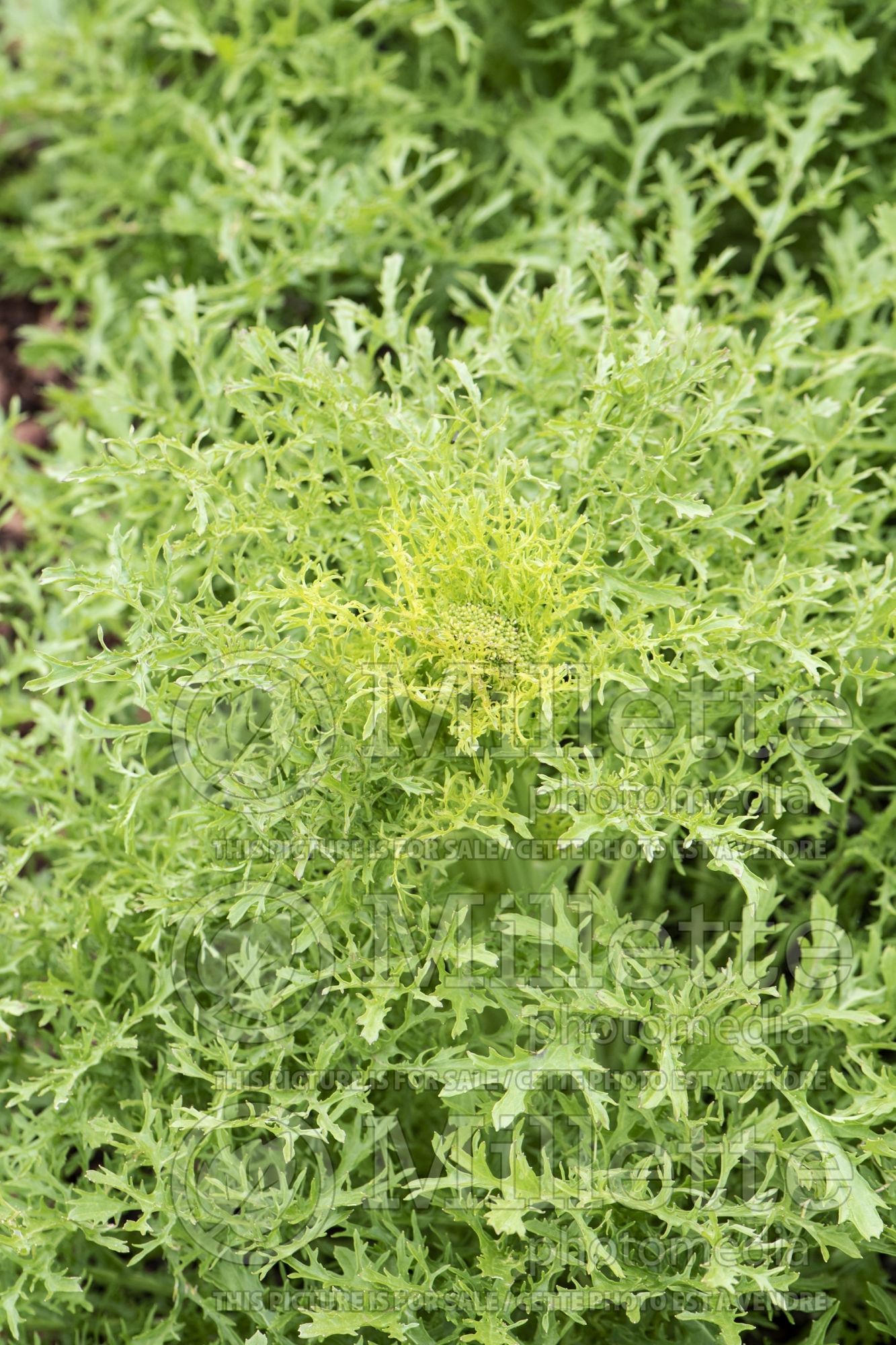 Brassica Golden Streak (chinese mustard lettuce oriental vegetable) 1
