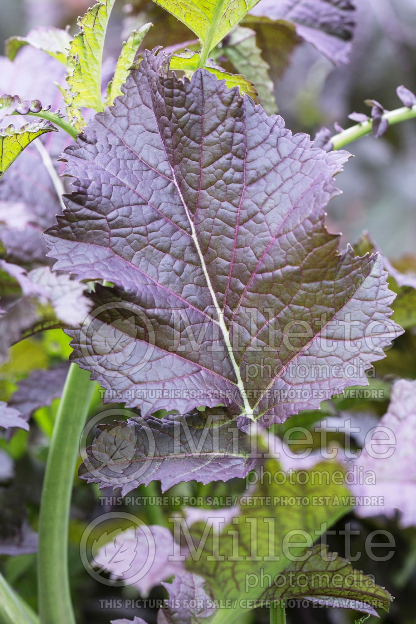 Brassica Jeok Gat (Chinese mustard vegetable) 2
