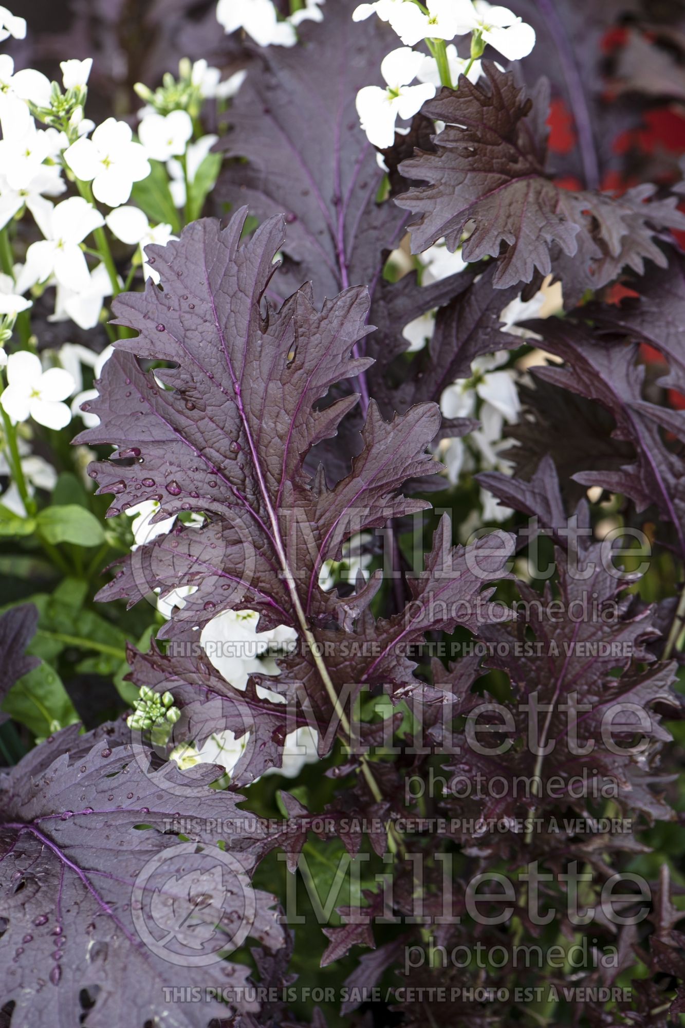 Brassica Miz America (Chinese mustard vegetable) 1
