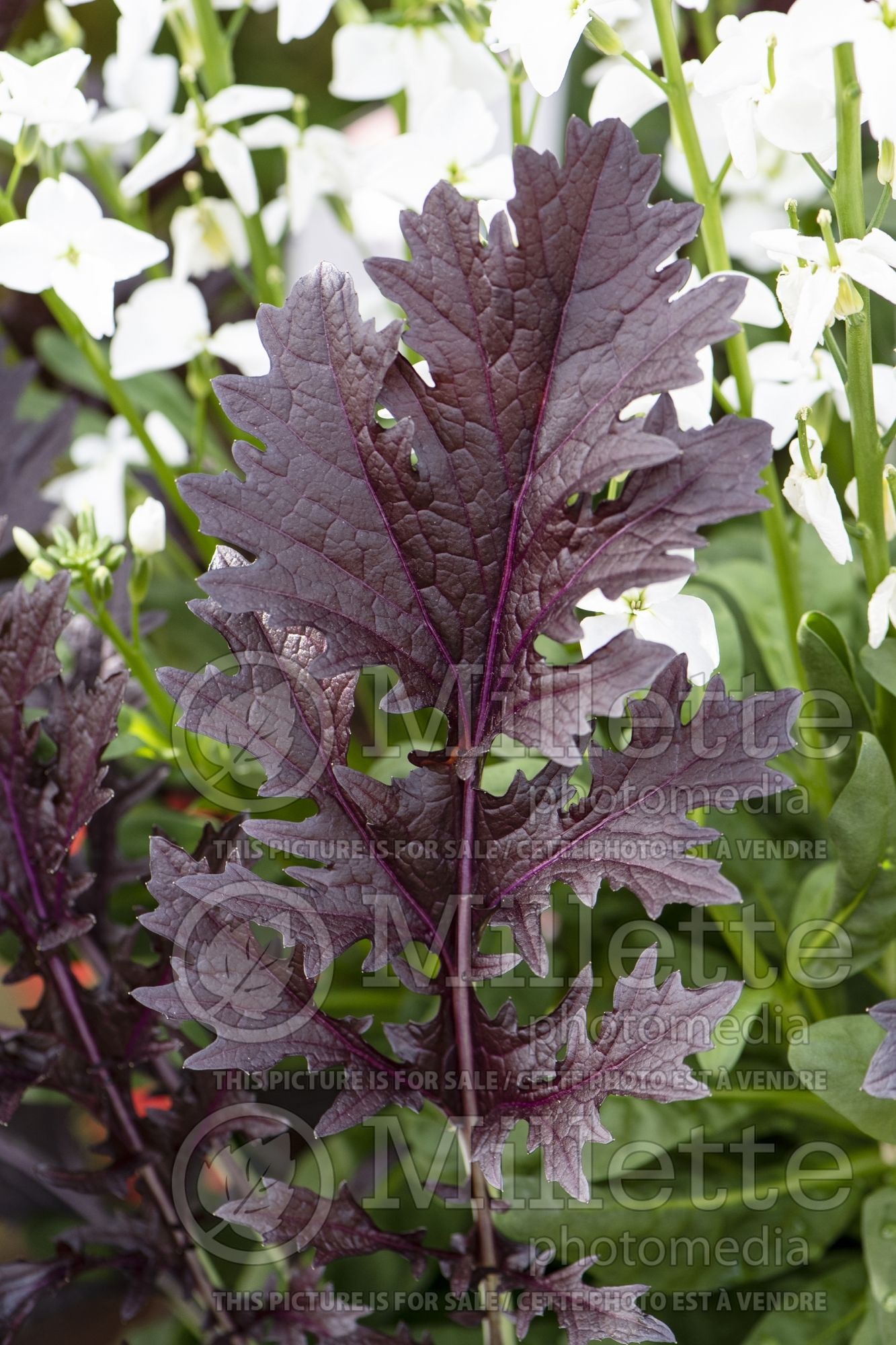 Brassica Miz America (Chinese mustard vegetable) 2