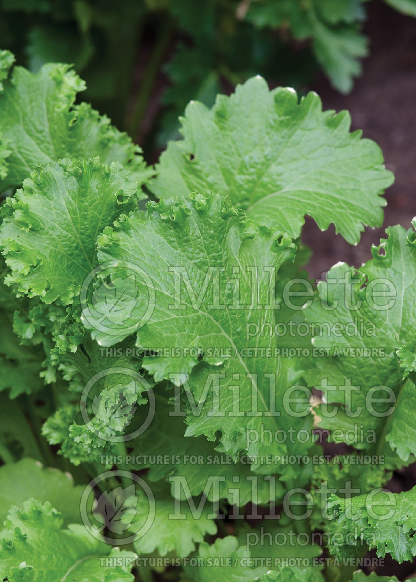 Brassica juncea (Chinese mustard vegetable) 1
