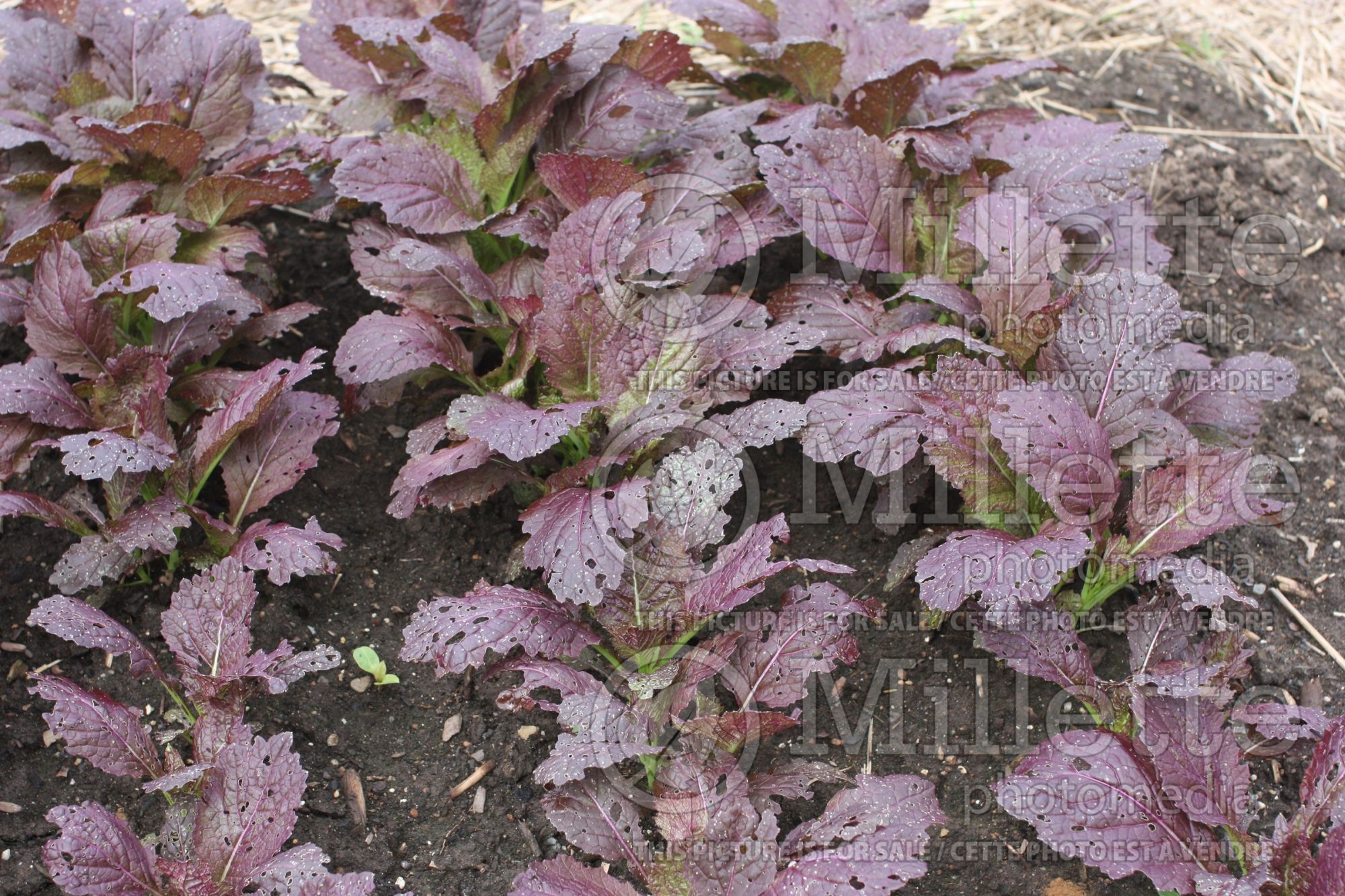 Brassica Osaka Purple (chinese mustard lettuce oriental vegetable) 2