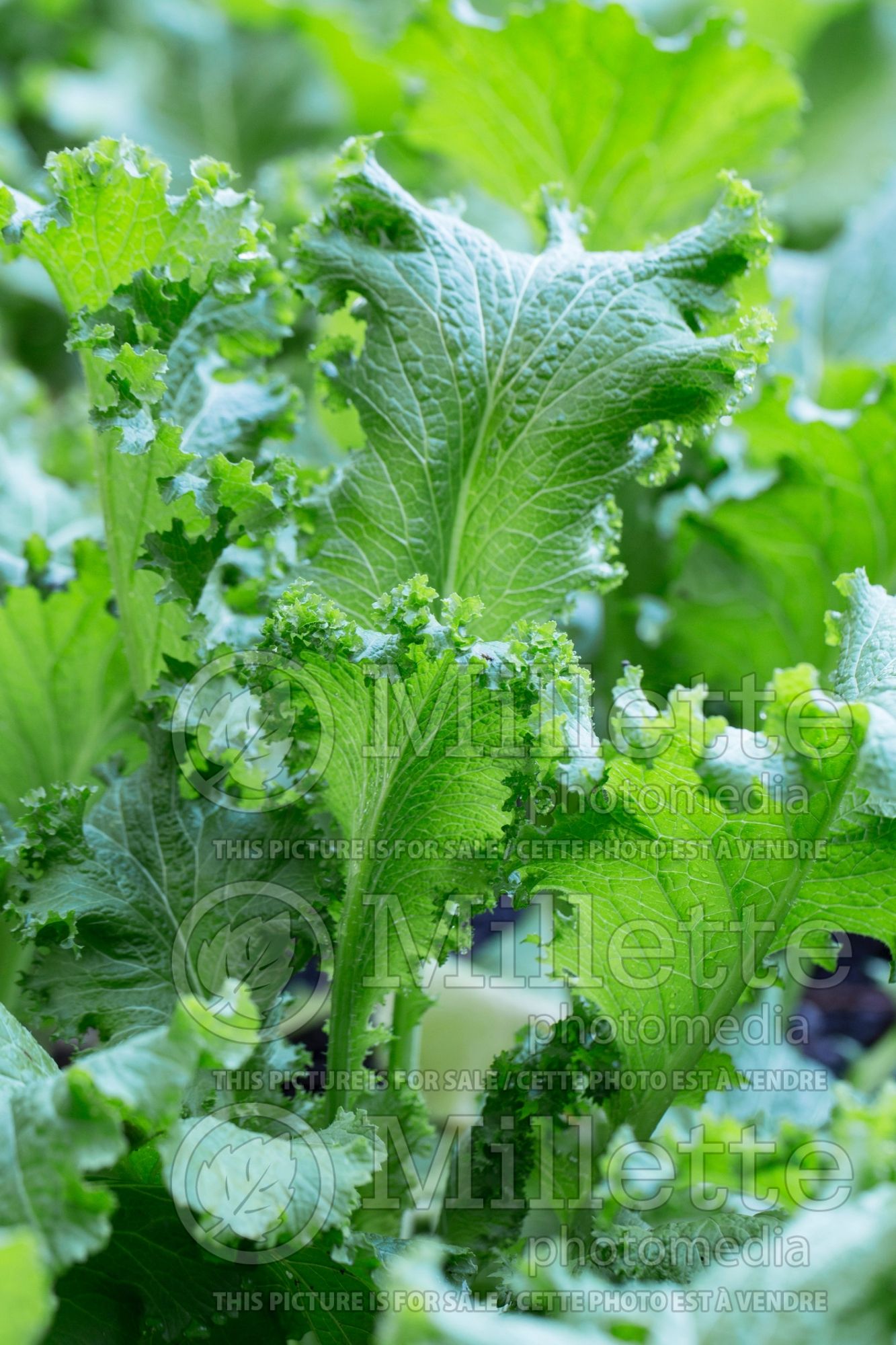 Brassica Southern Giant Curled (chinese cabbage lettuce oriental vegetable) 1