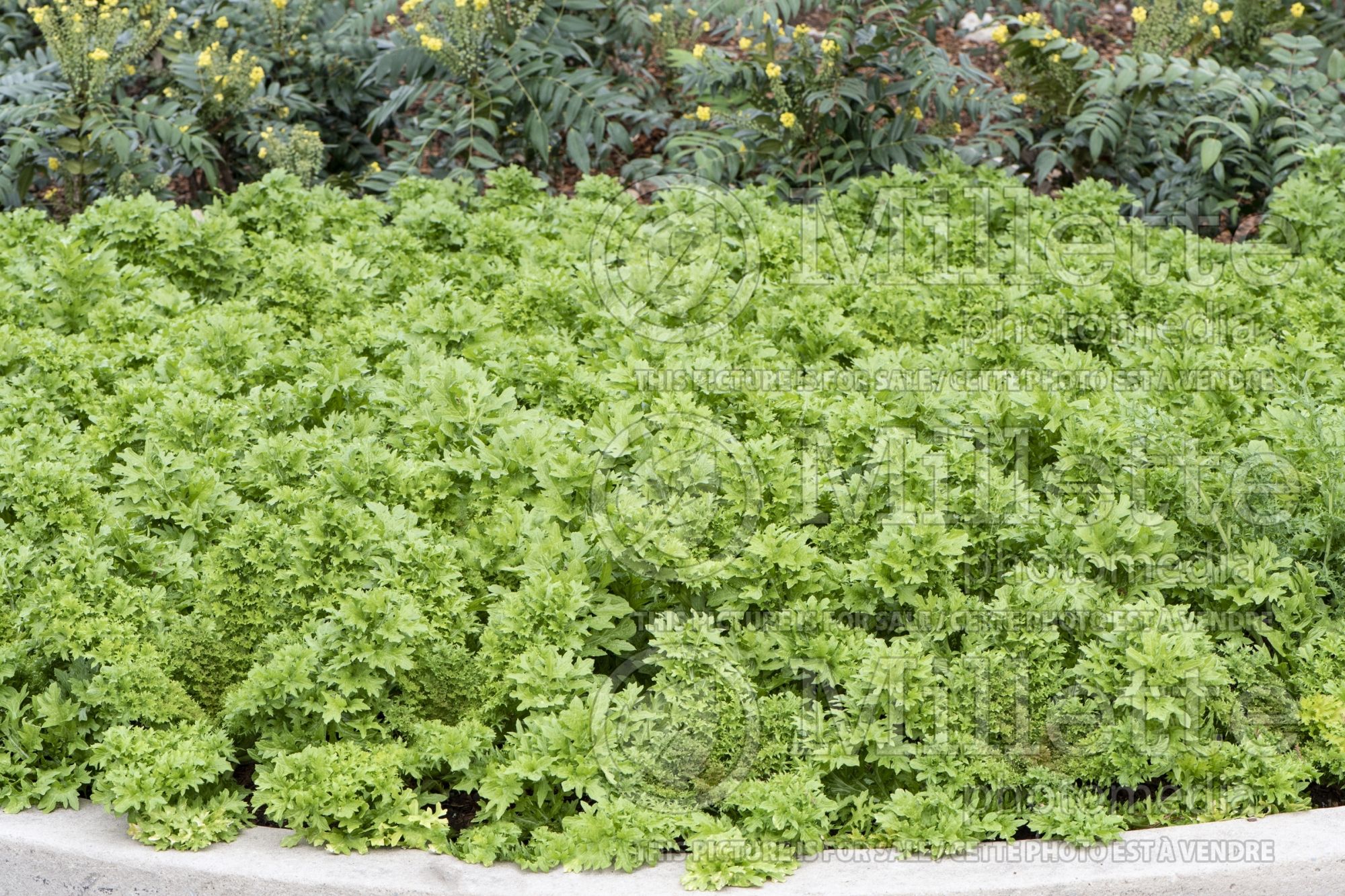Brassica Wasabina (Chinese mustard vegetable) 2
