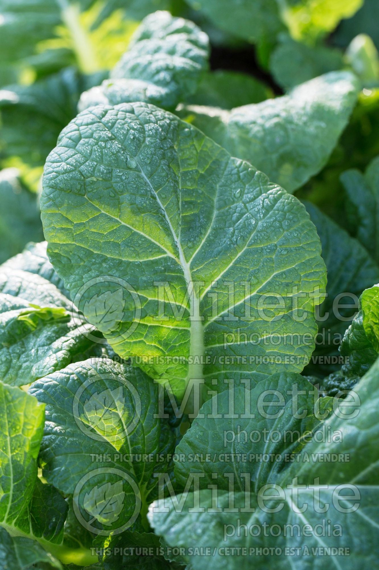 Brassica Yanagawa Takana (chinese mustard lettuce oriental vegetable) 1