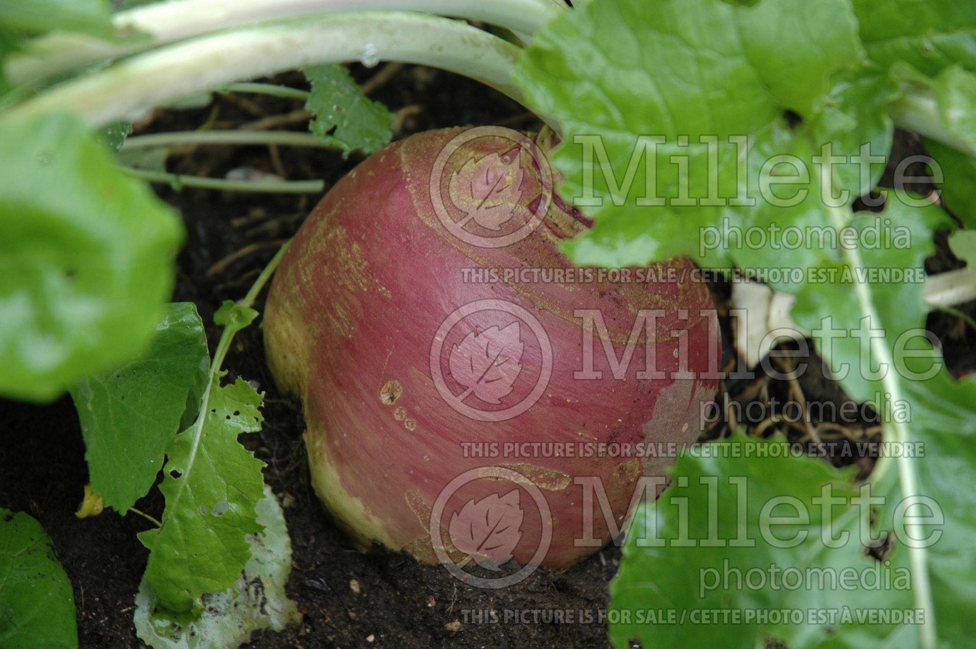 Brassica Laurentian (Rutabaga Siam cabbage vegetable) 1