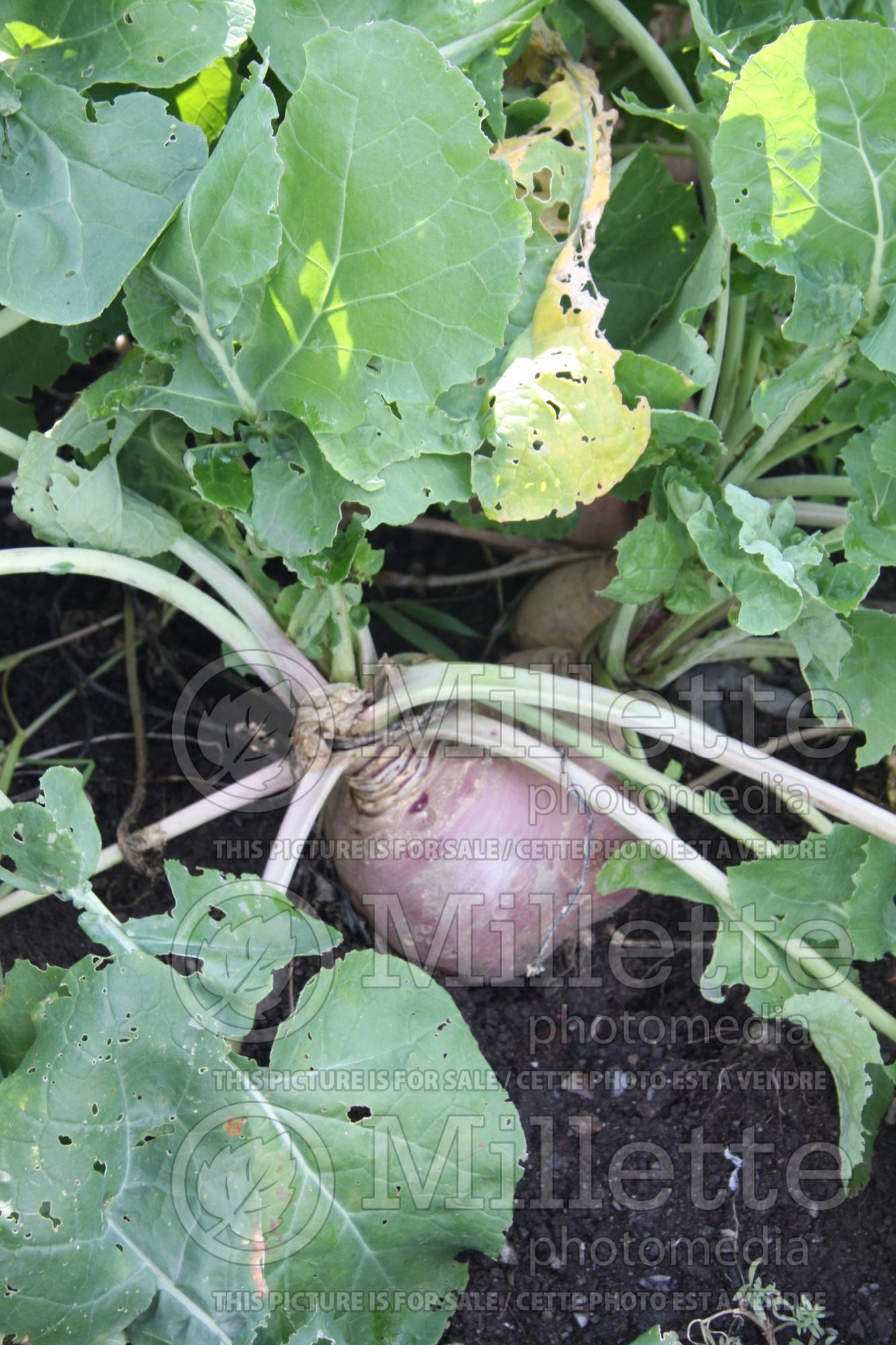 Brassica napobrassica (Rutabaga Siam cabbage vegetable) 10