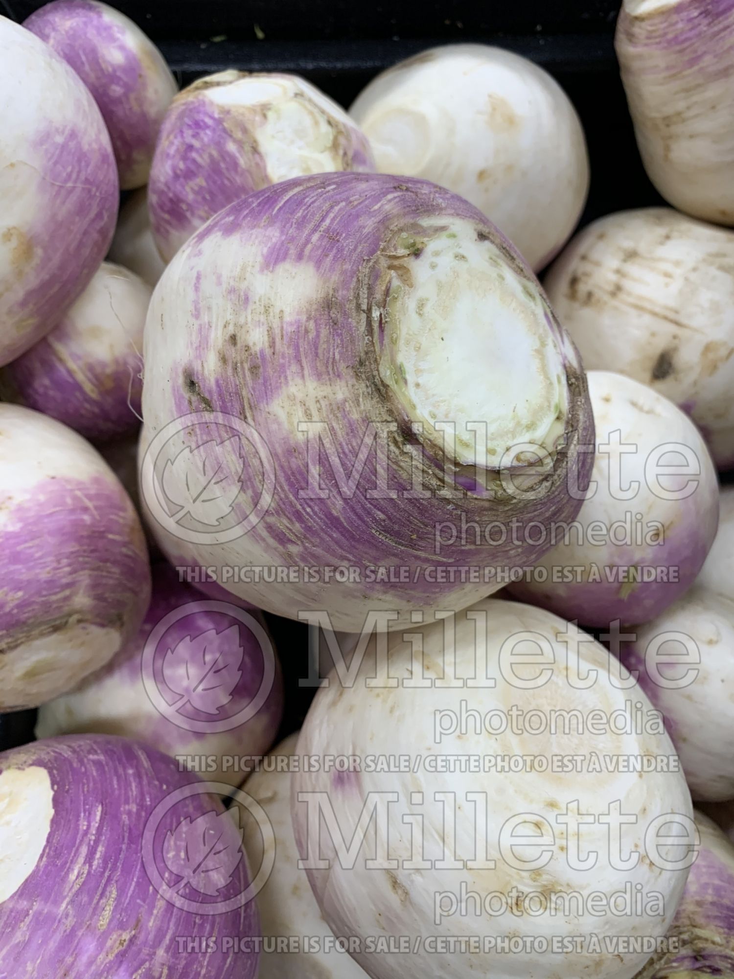 Brassica napobrassica (Rutabaga Siam cabbage vegetable) 11